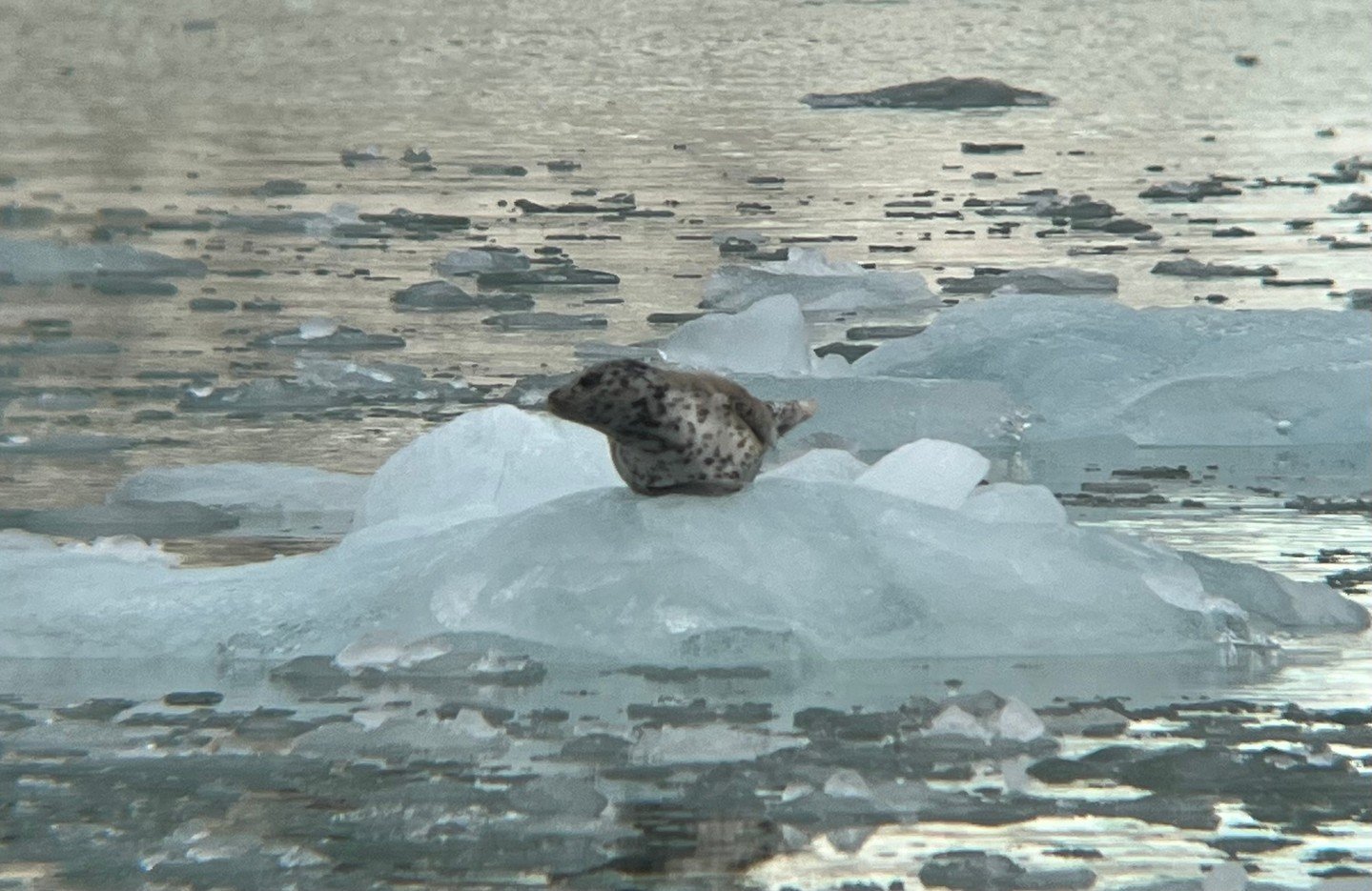 &quot;State-financed bounty hunters once hunted harbor seals in Alaska, Washington, Oregon, Massachusetts, and Maine because they were considered competitors of fishermen. This hunting program ended in 1960.

Harbor seals, like all marine mammals, ar