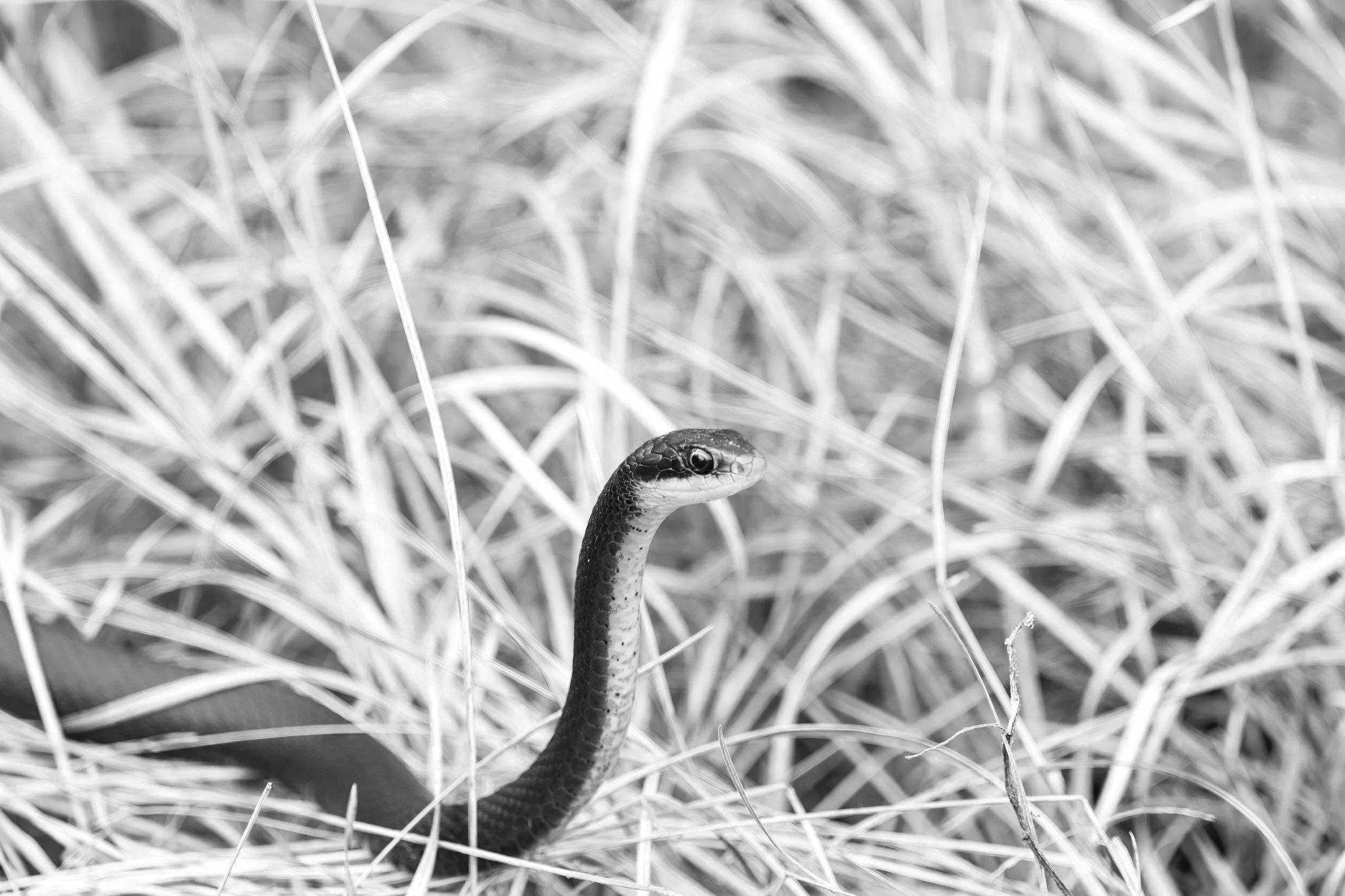 The Ultimate VIP Card