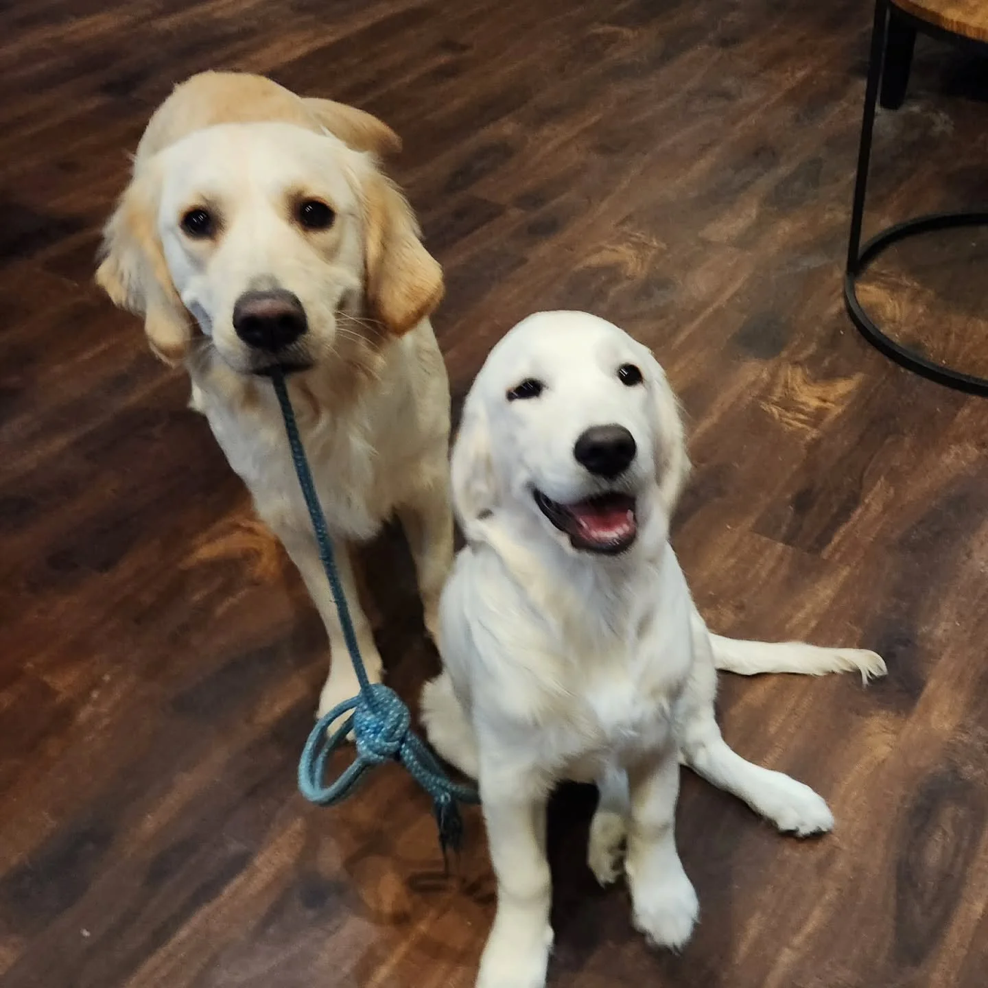 By popular request. Santa Maisey and Willow Claus will be at the Tasting Room from 1-5 today so you can pick up your last minute bottles and give them huggies!