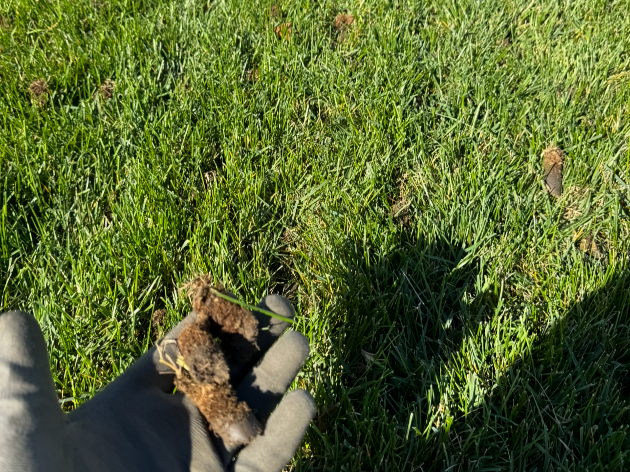 professional core aeration