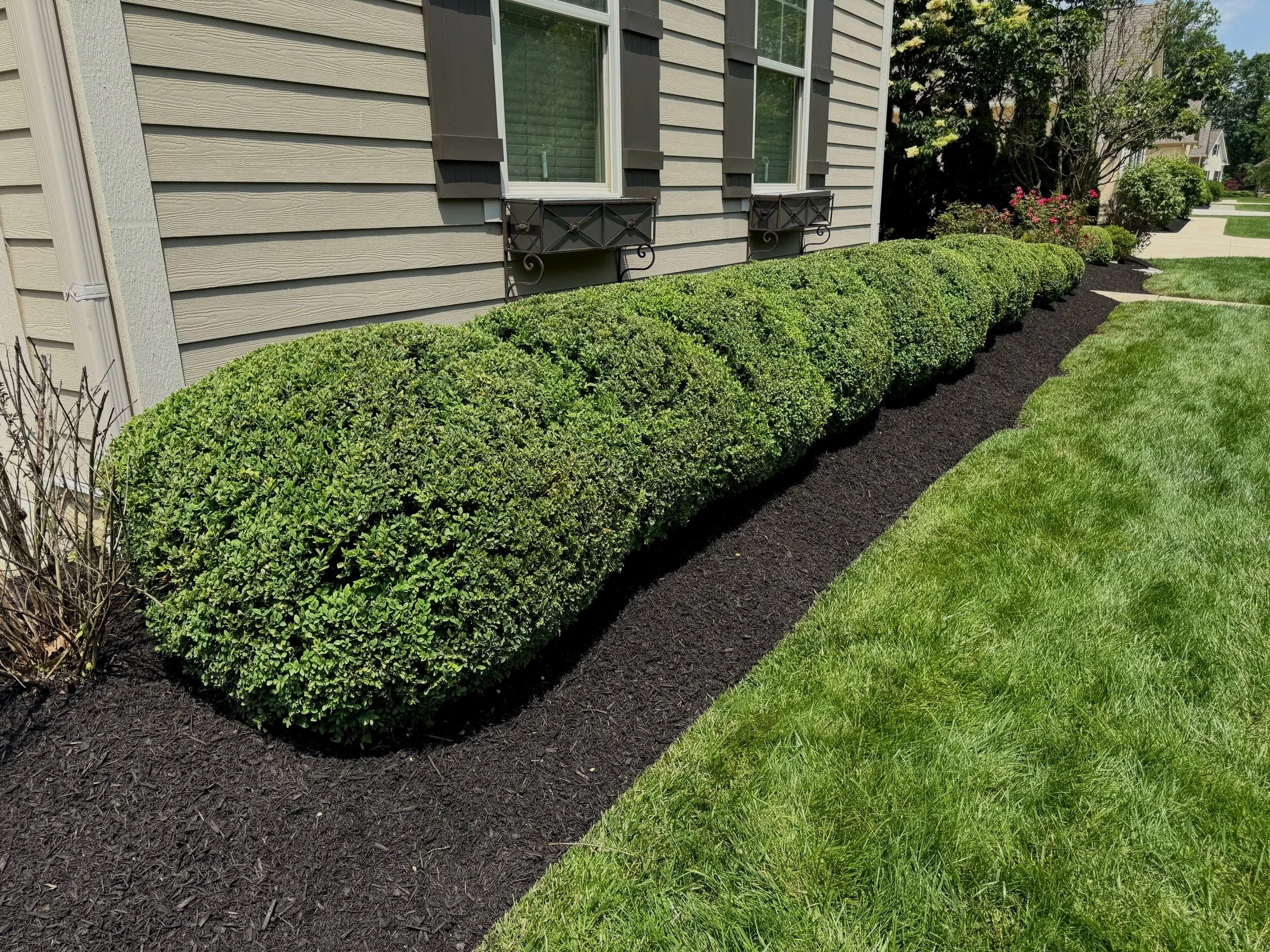 freshly edged and mulched bed with trimmed bushes