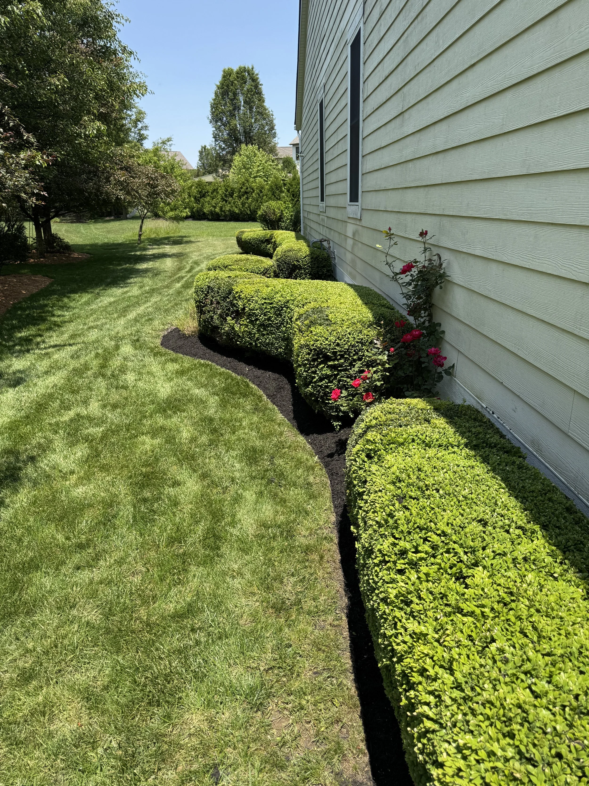multiple trimmed bushes in a fresh mulch bed