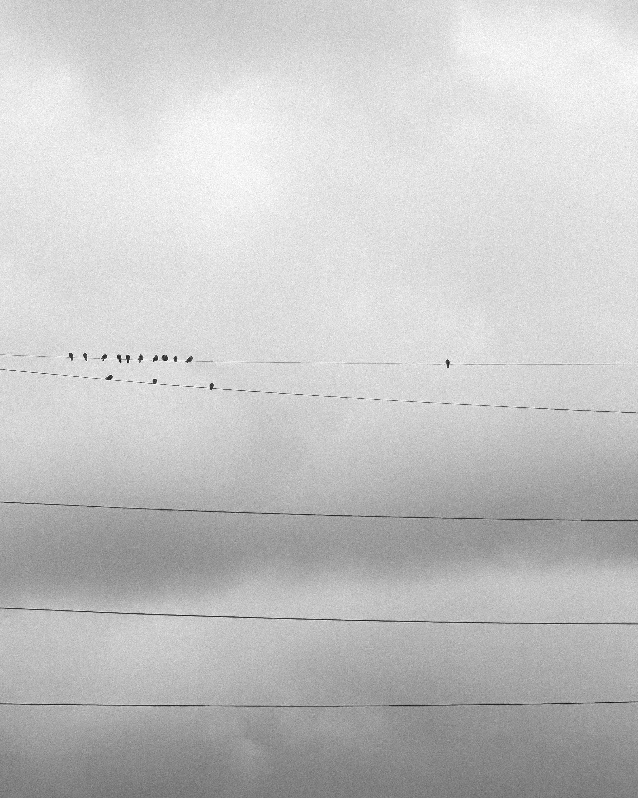 Birds On A Wire