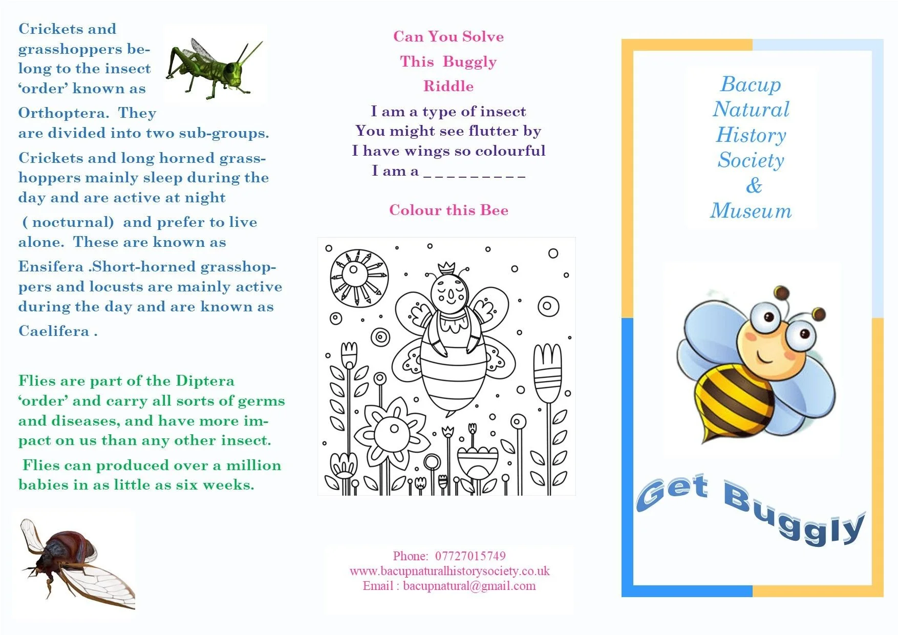 Bugs Information Worksheet