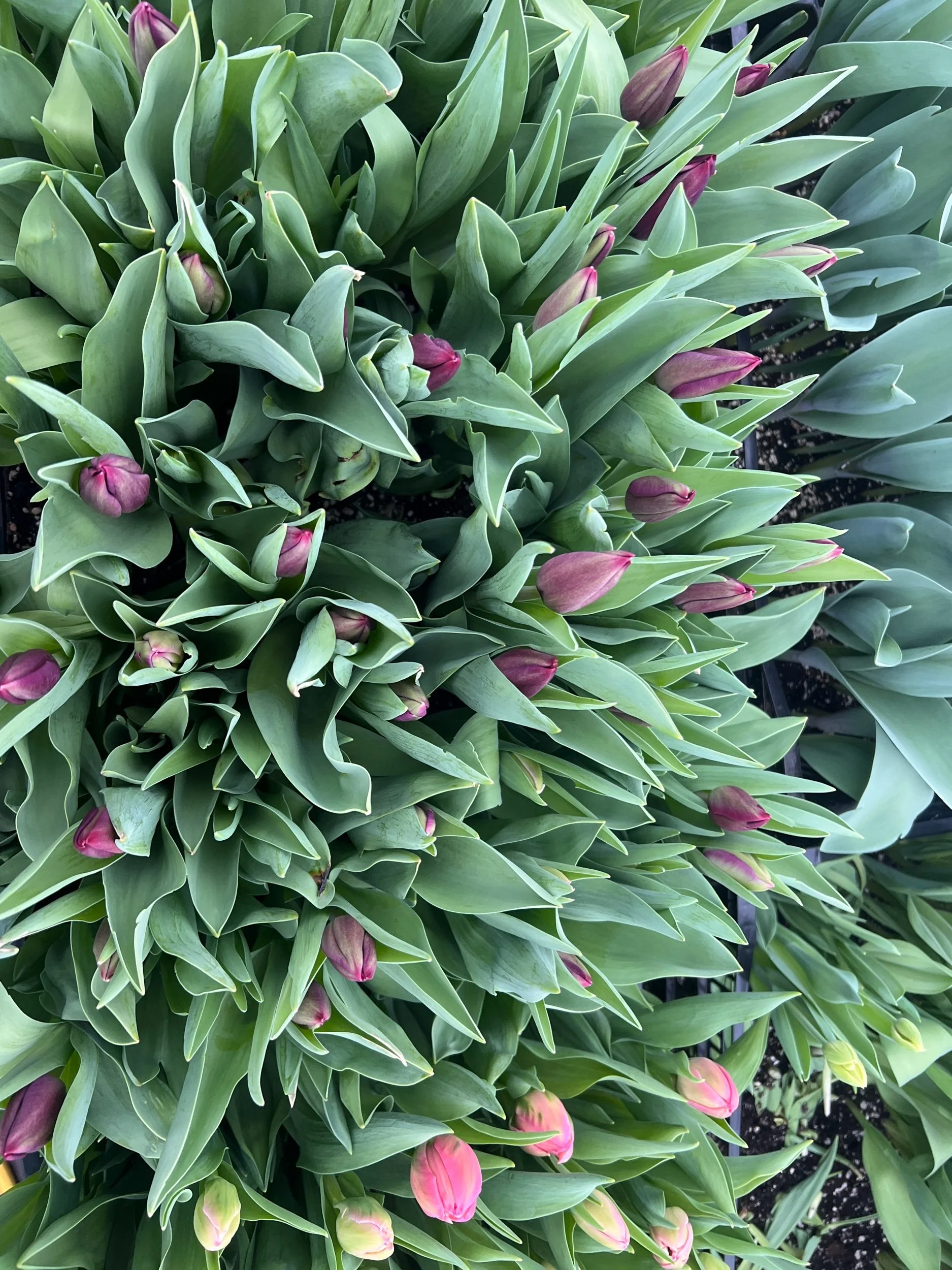 Vibrant, moody dark purple /triumph