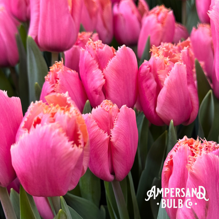 Tulip salmon/pink fringed