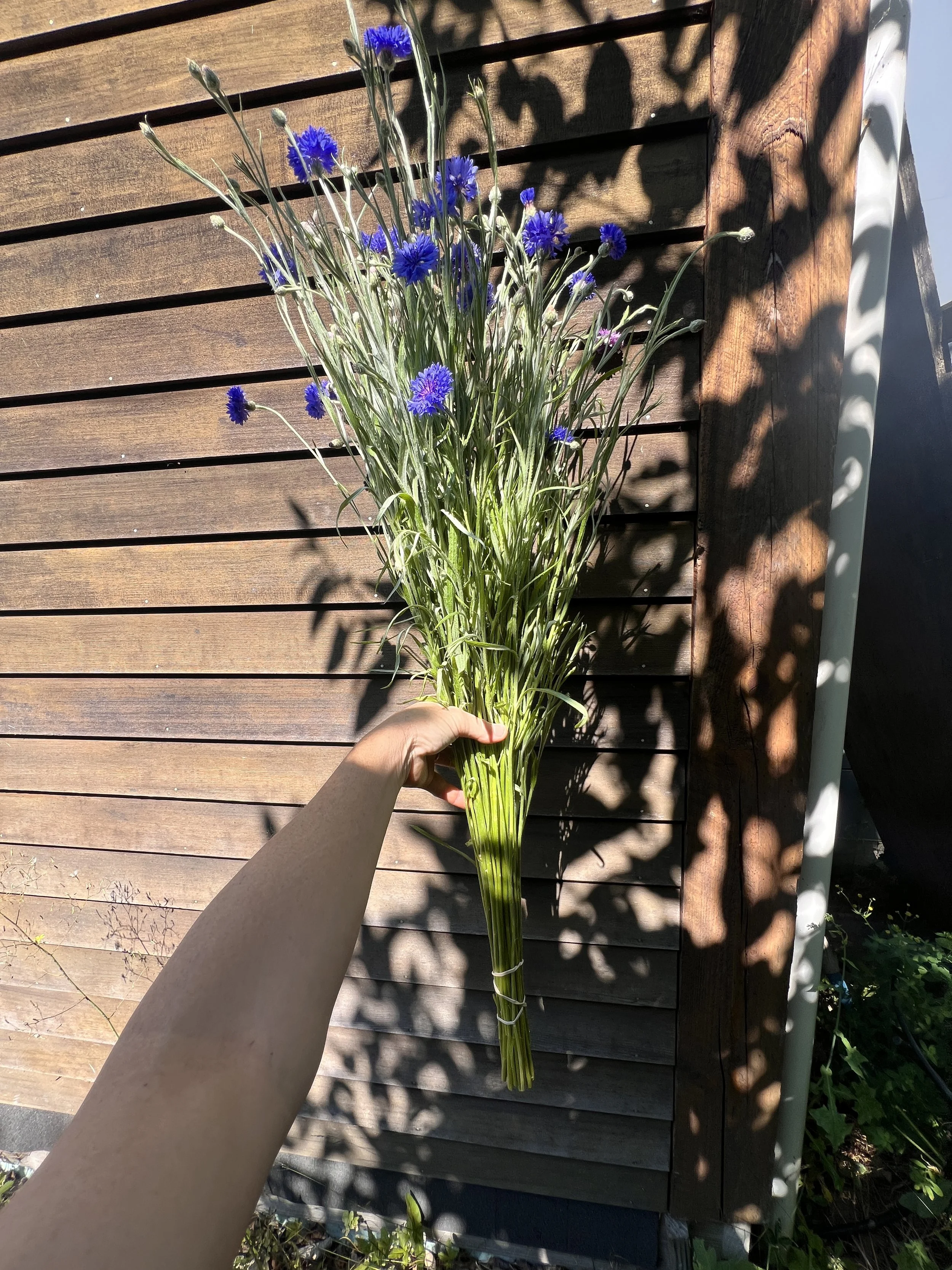 IMG_4130.jpeg