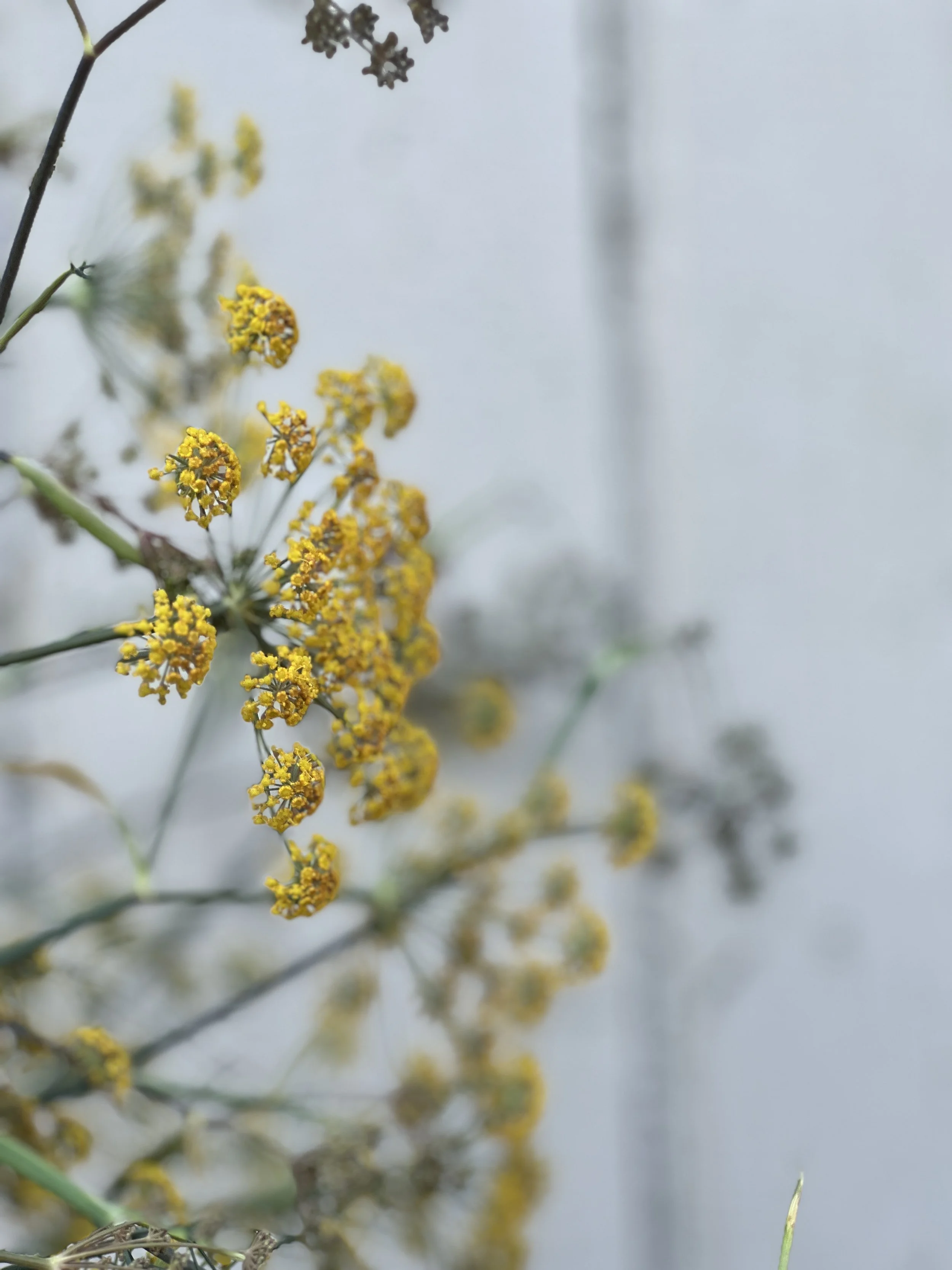 IMG_7550.jpeg
