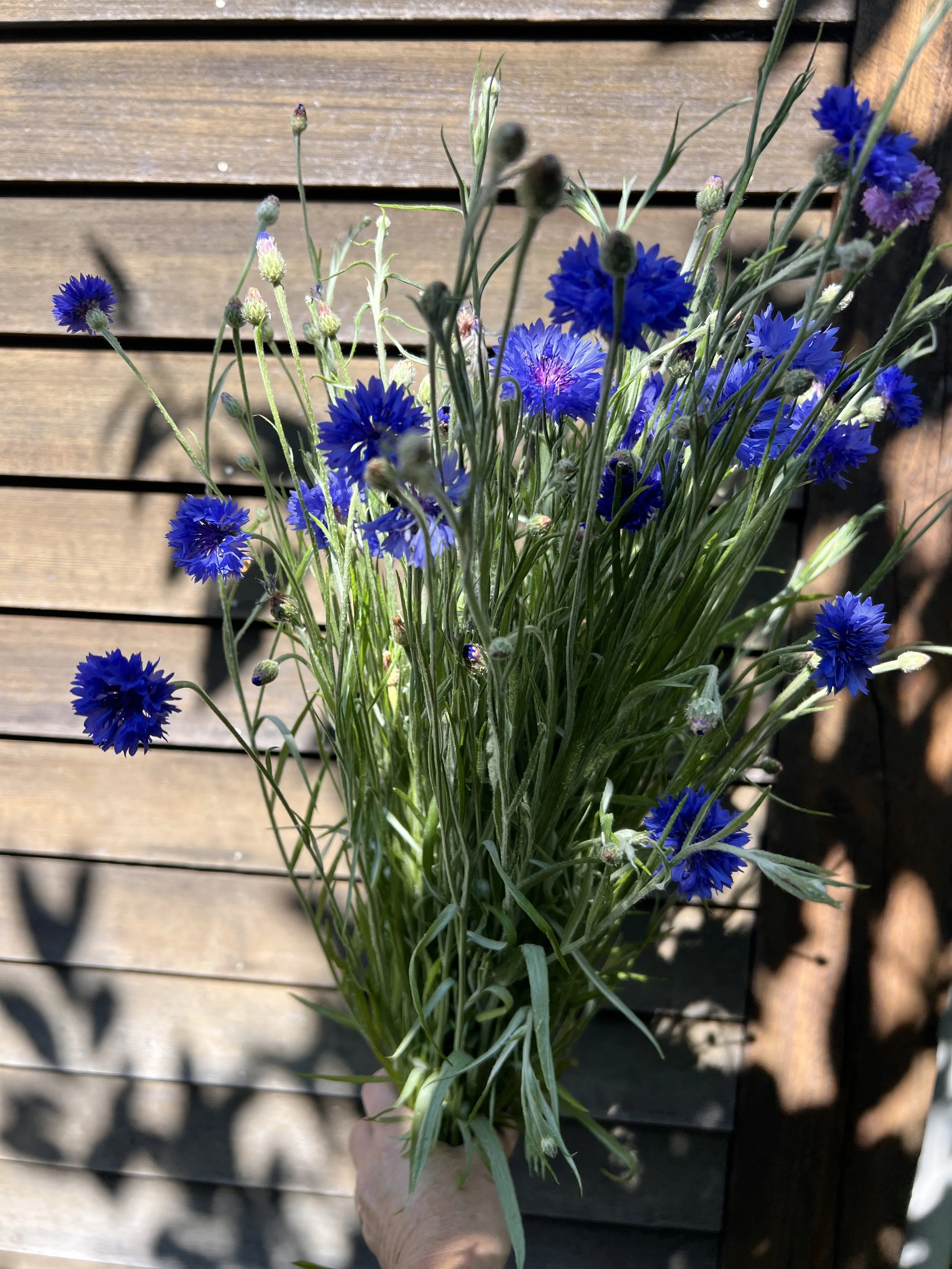 IMG_4128.jpeg