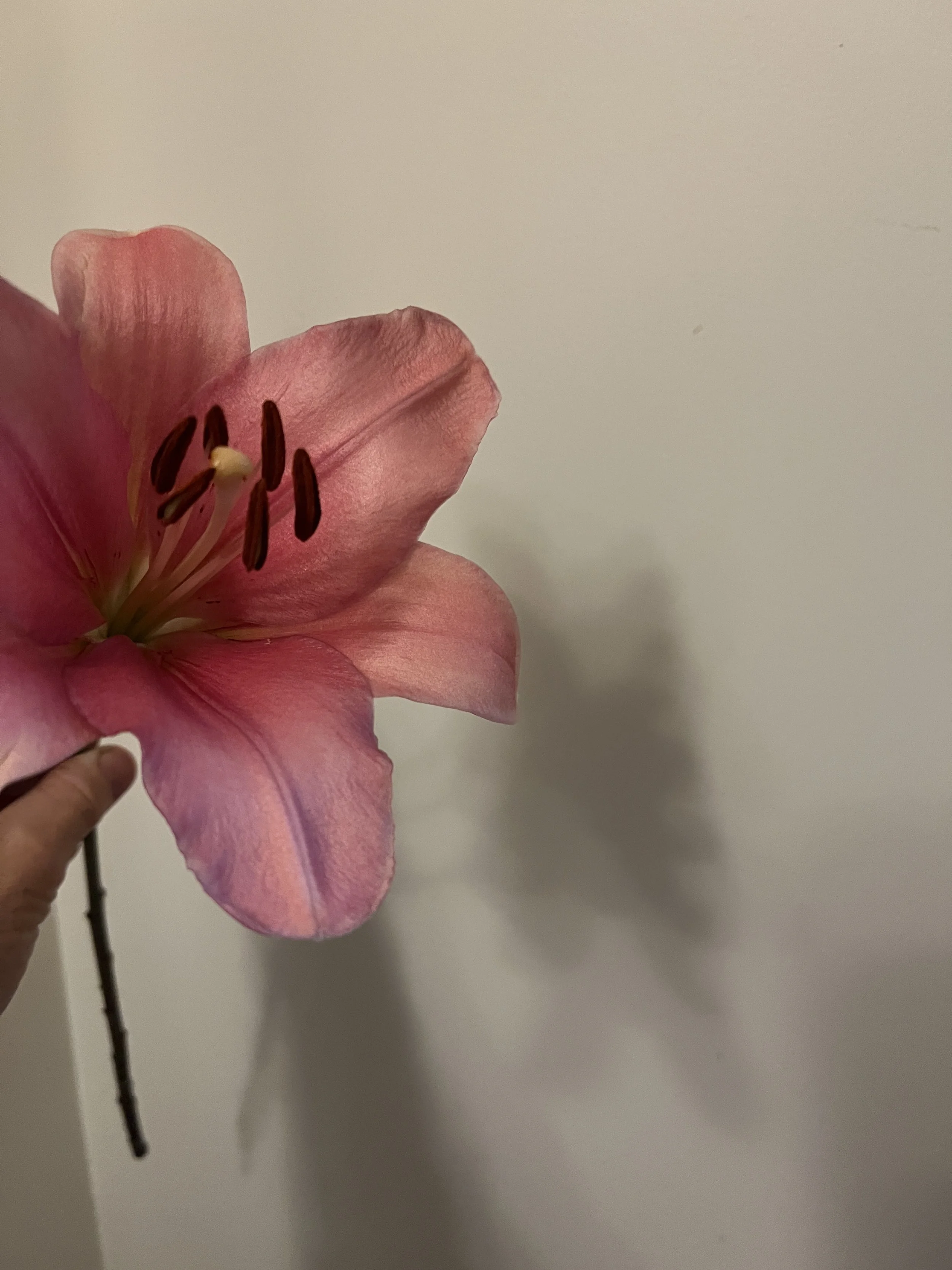 IMG_8553.jpeg