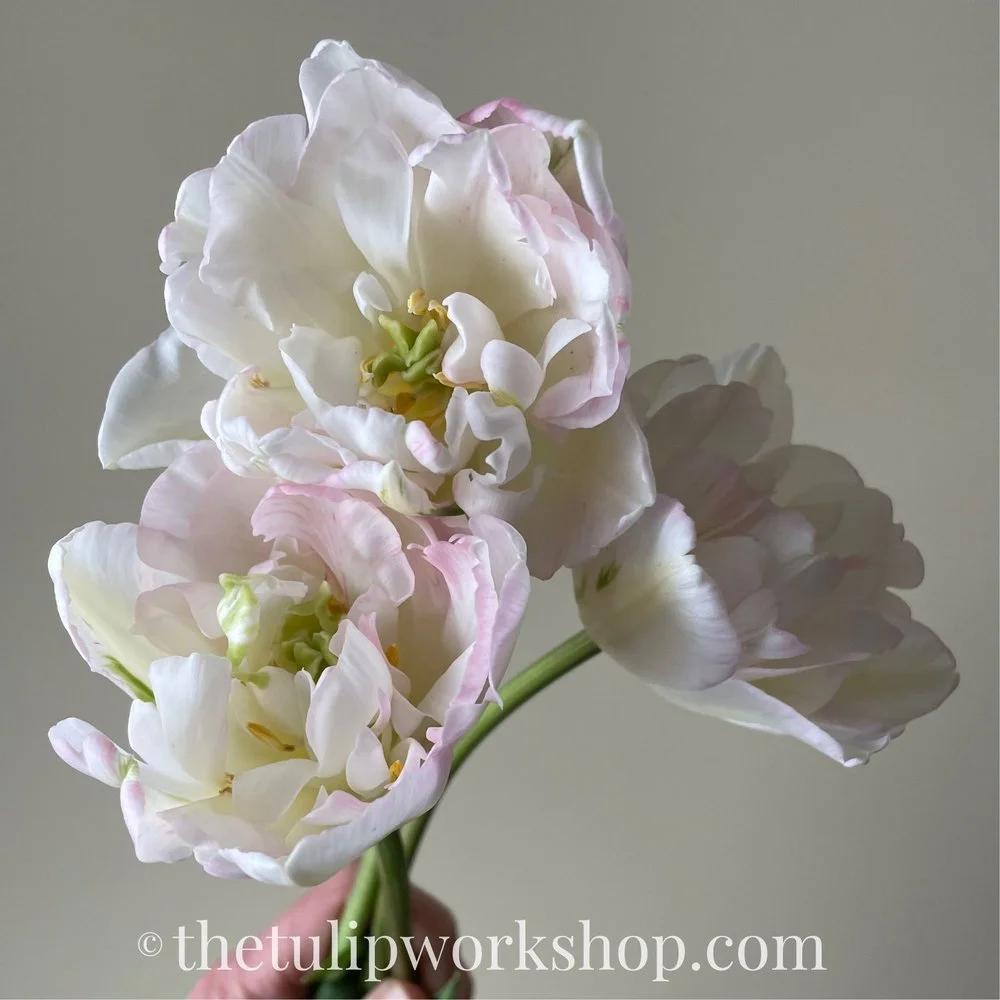 White with pink edge/double