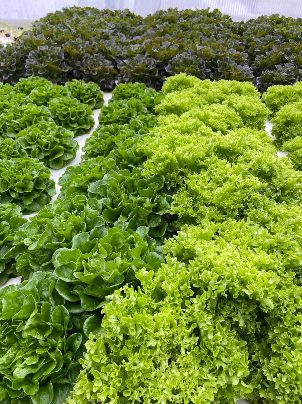 gunni-gal-farms-Lettuce+Variety.webp