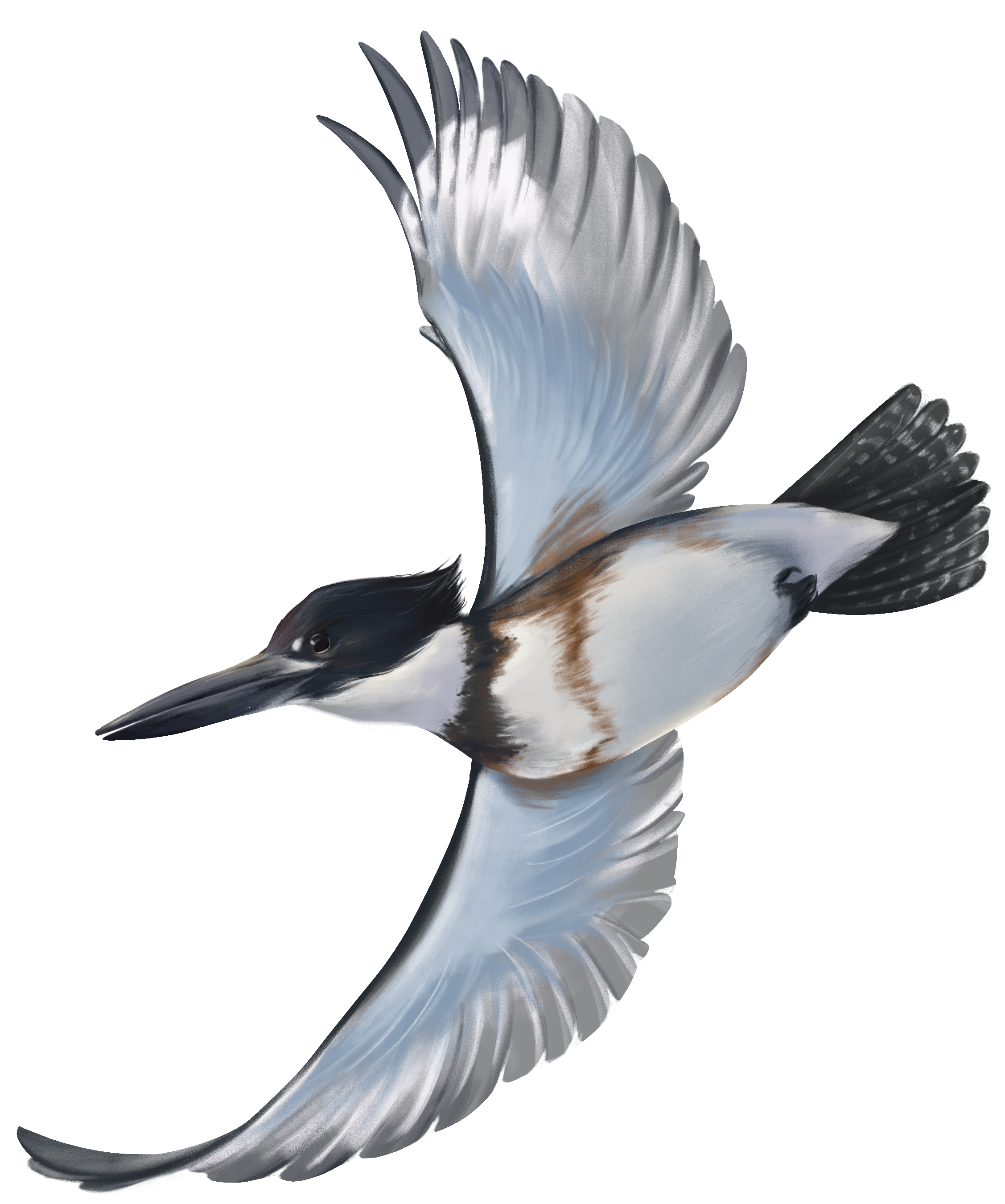 Untitled_Artwork 92.png