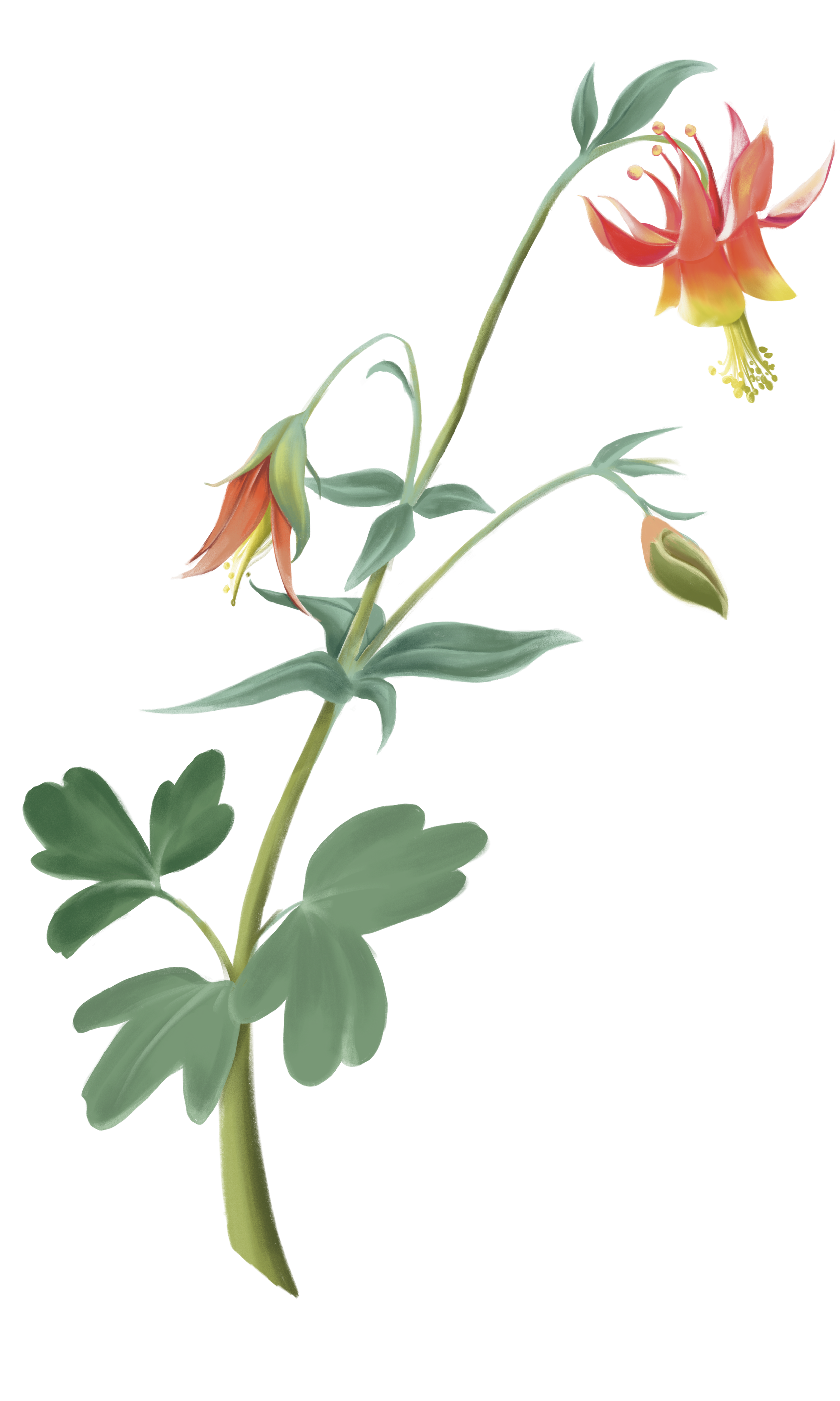 Untitled_Artwork 88.png