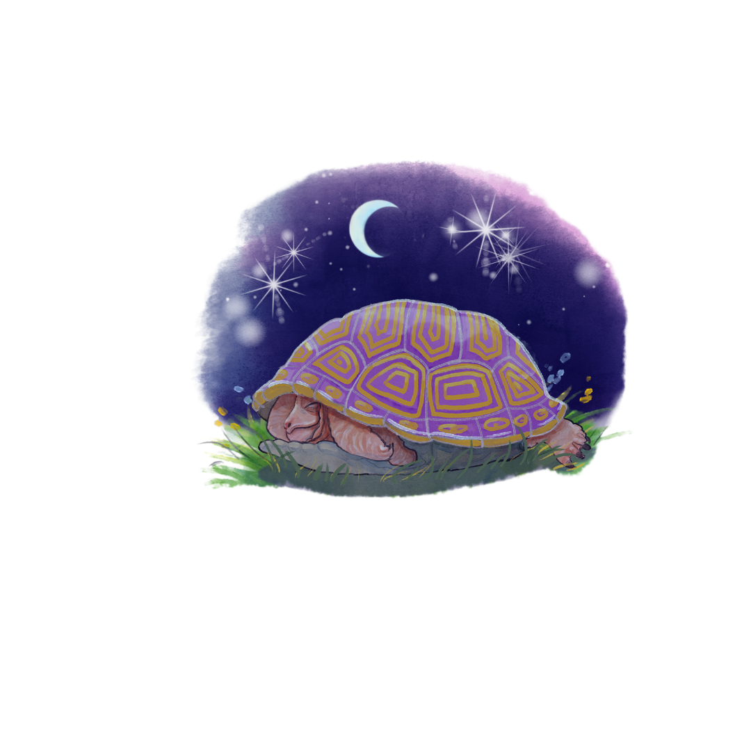 Harley the turtle sleeping under the stars and moon at night