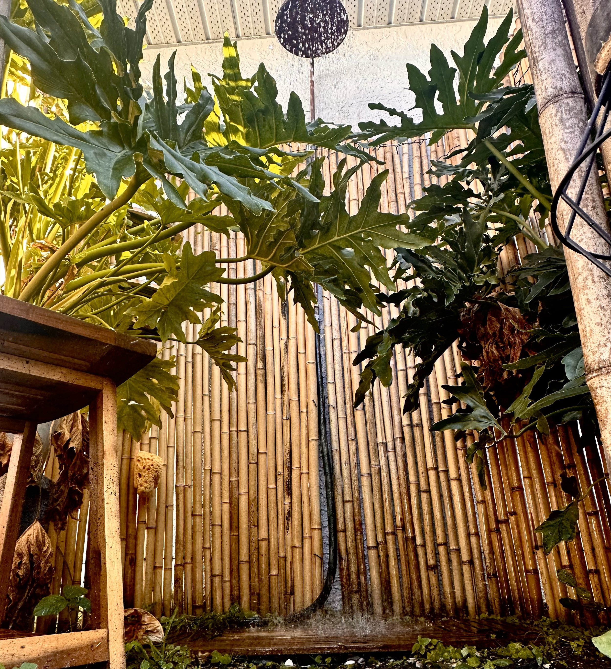 Outdoor shower 3.jpeg