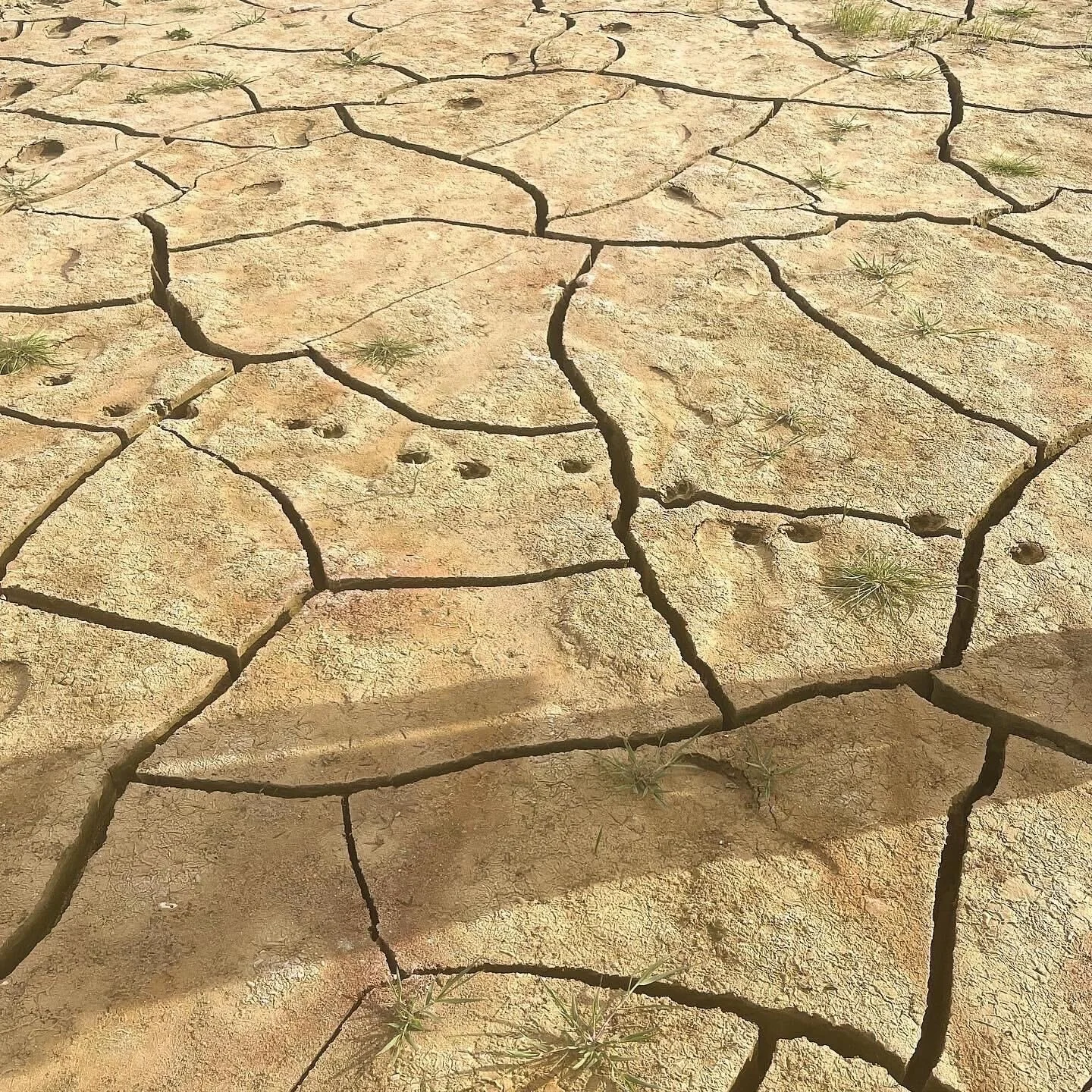 Dry, cracked earth with small patches of grass.