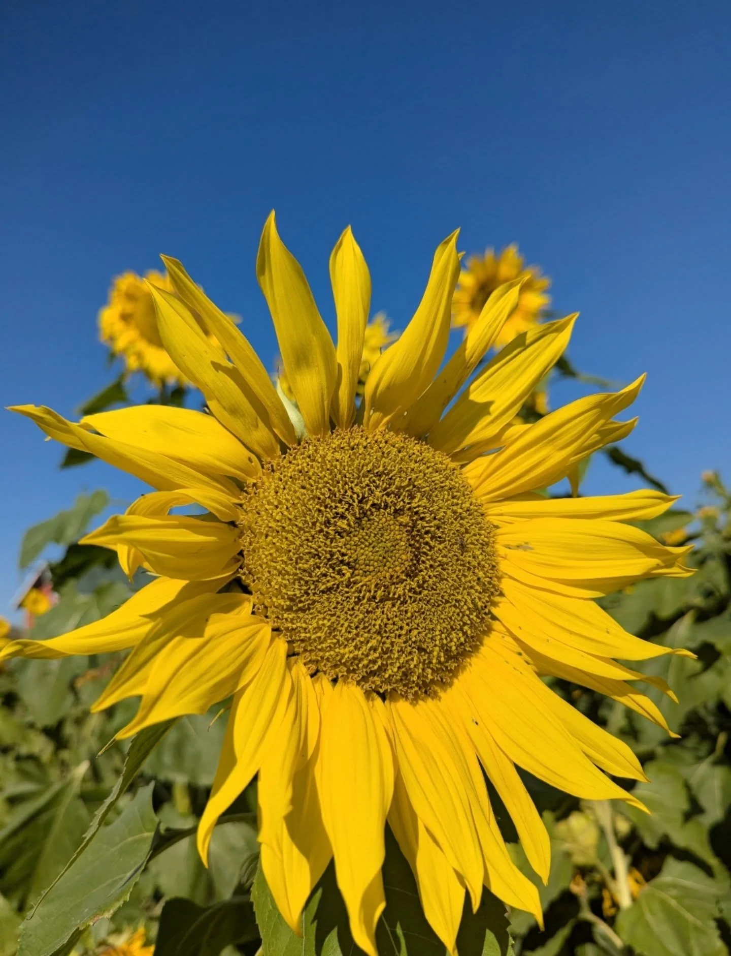August 🌻

Soak up the sun
Drink some water
Walk barefoot 
.
Take a deep breath 
Connect with a friend
Read a book
.
Make some time to slow down, just a little. Choose to live in the moment, just a little. 
.
Take stock
Re-evaluate
Set new goals
.
It