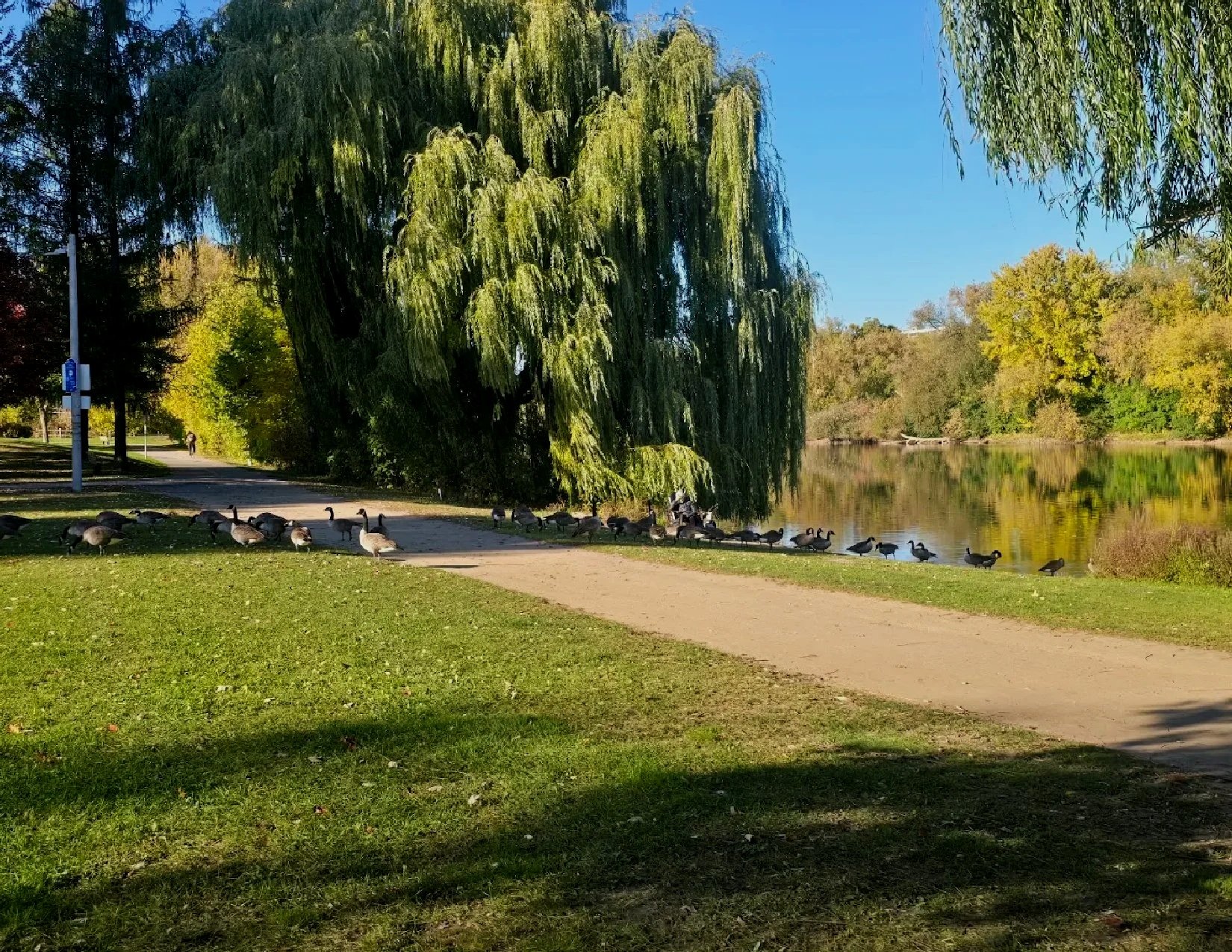 A park scene with a pathway, trees, and a body of water. There are geese and ducks along the water's edge, and a person walking in the distance.