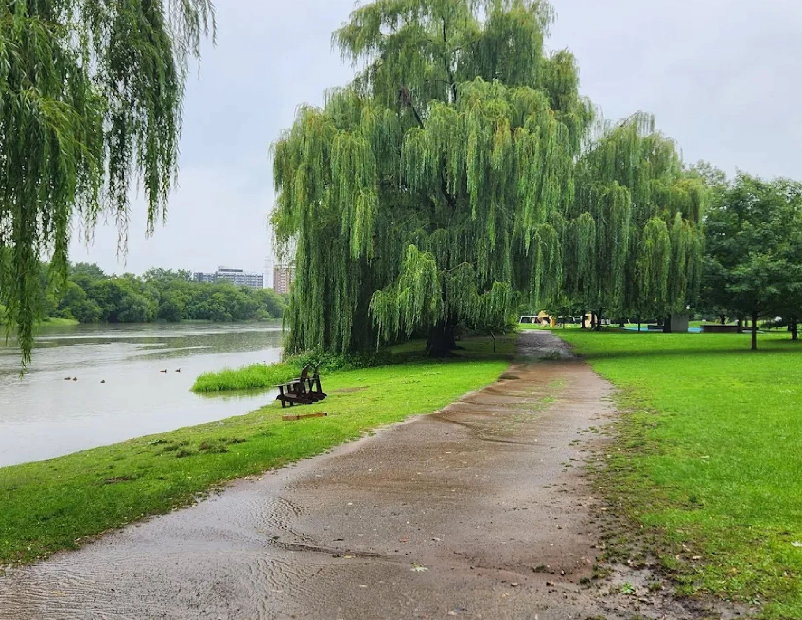 A park scene with a pathway, a large weeping willow tree, benches, a river, and ducks, with buildings in the background on a cloudy day.
