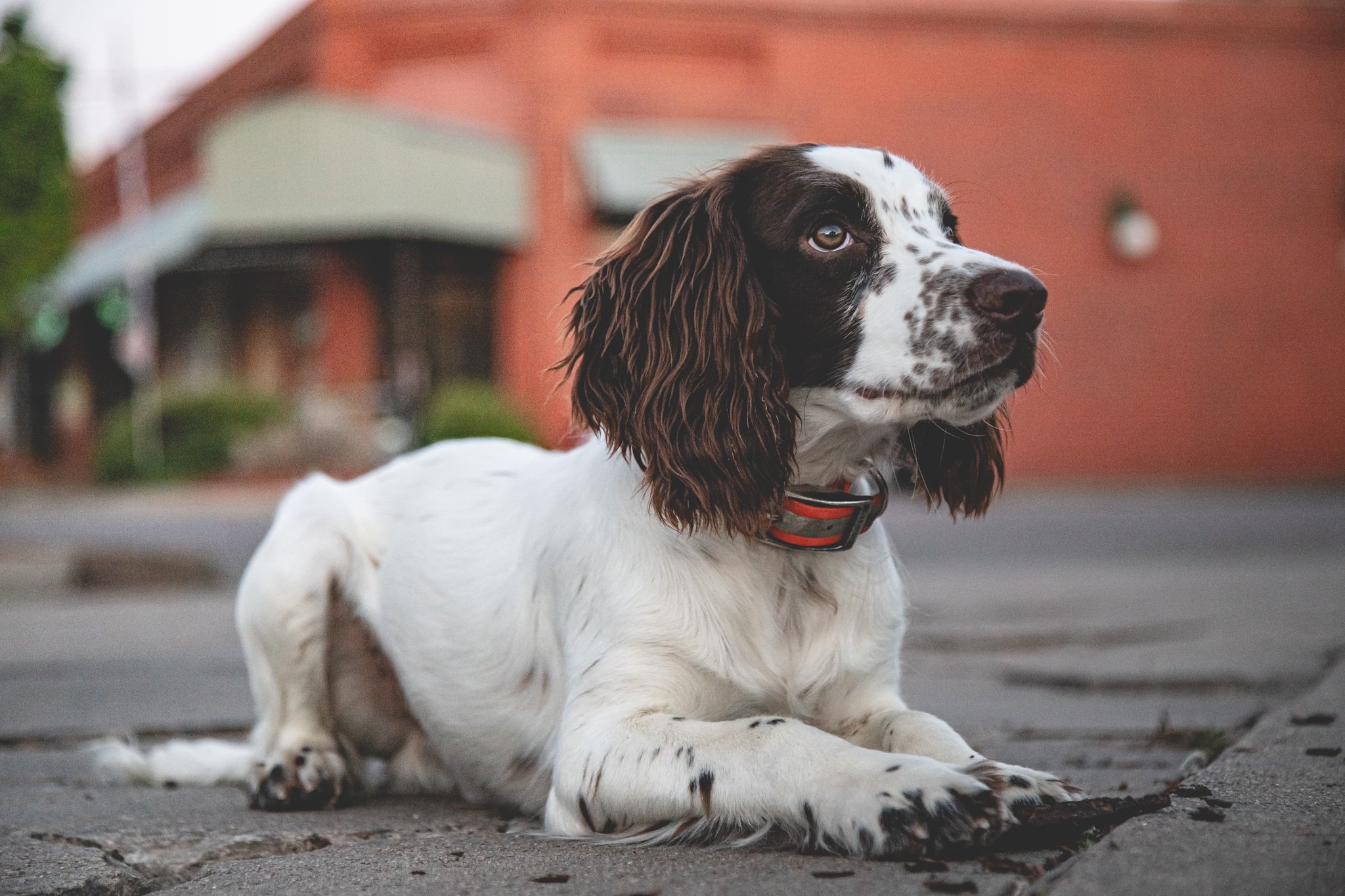 Twisted Squid Studio - Pet Portraits - Arkansas-01.jpg