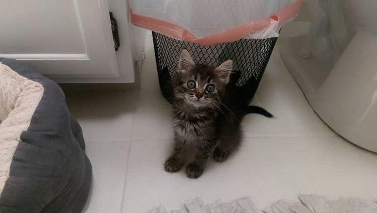 Belle Kitten-compressed.jpg