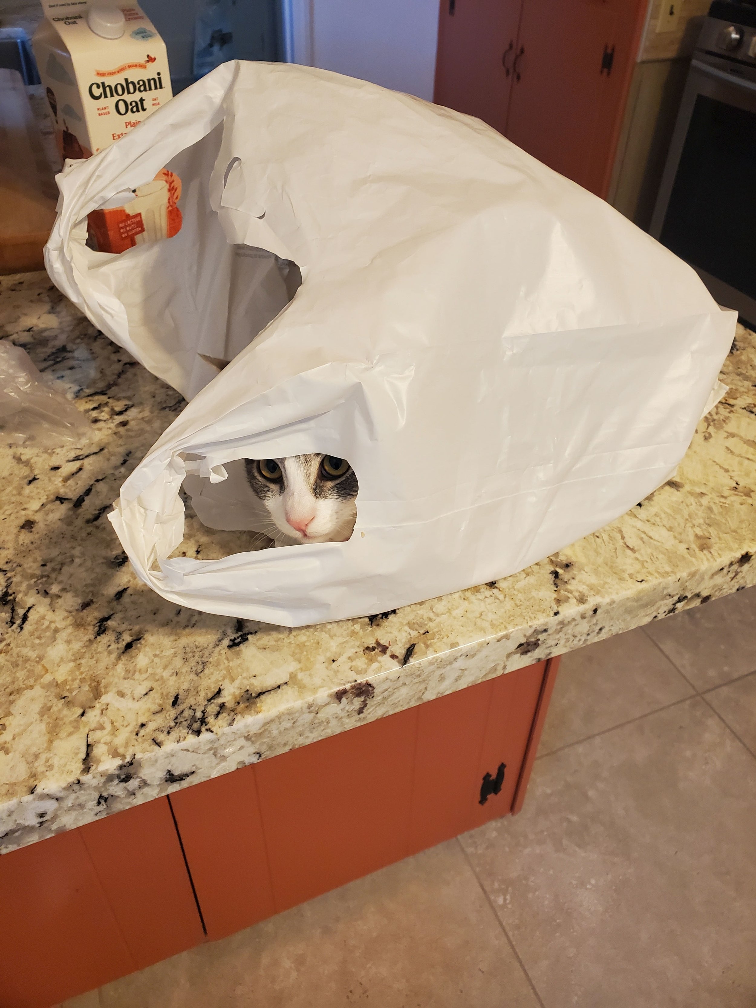 Crazy Riley 2-compressed.jpg