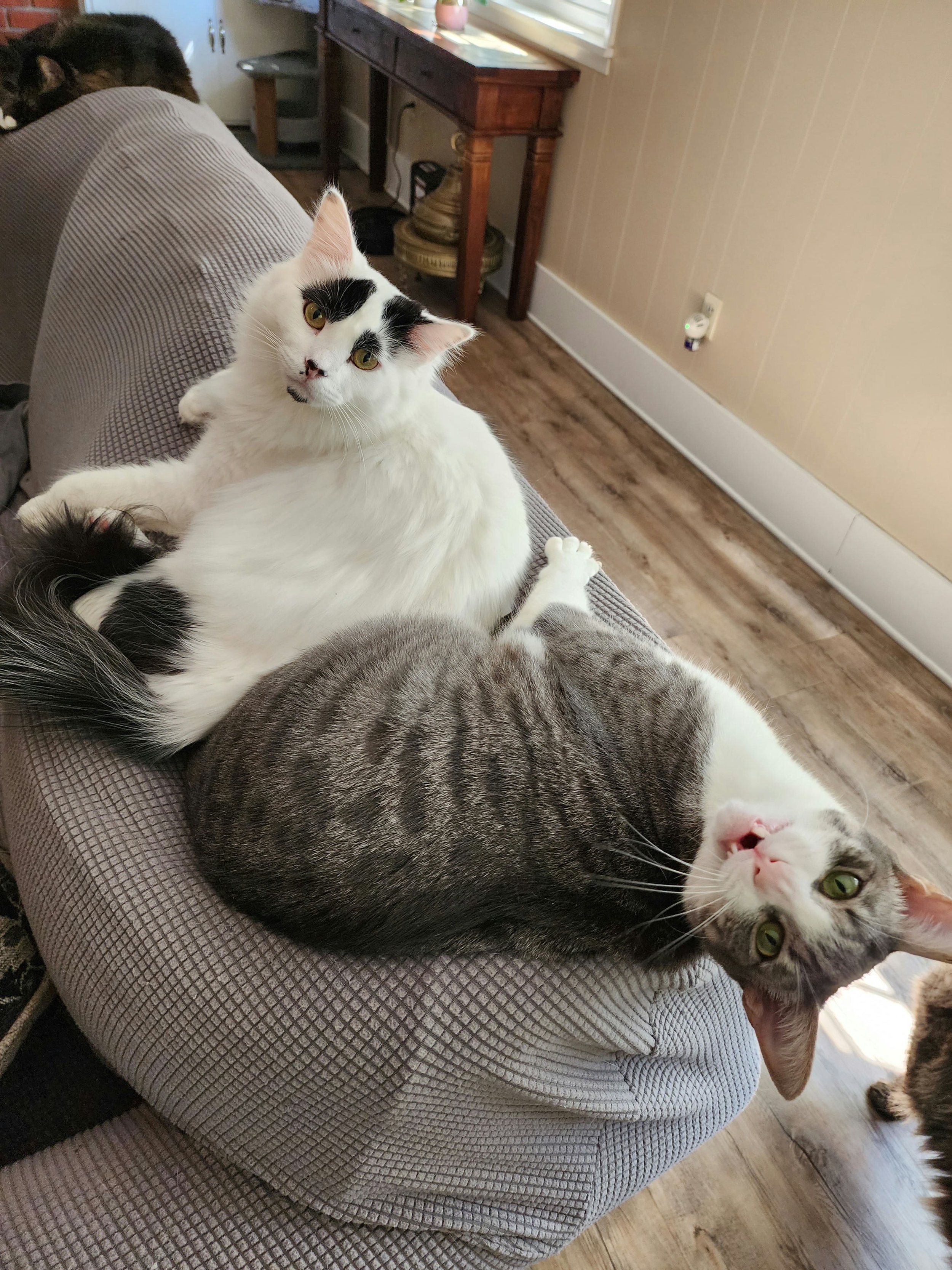 BFFS Brisby and Riley-compressed.jpg