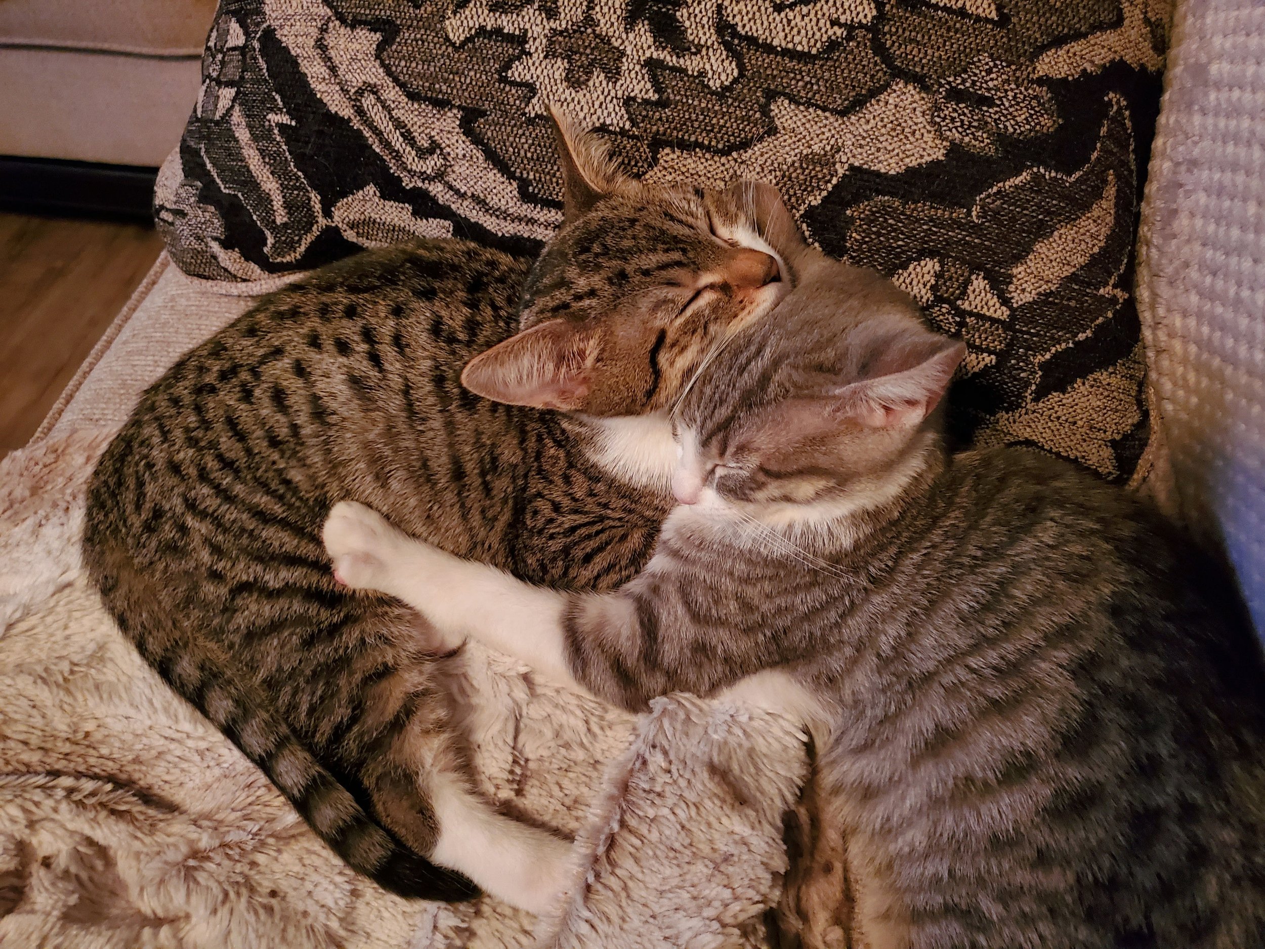 Bonded Brothers 1-compressed.jpg