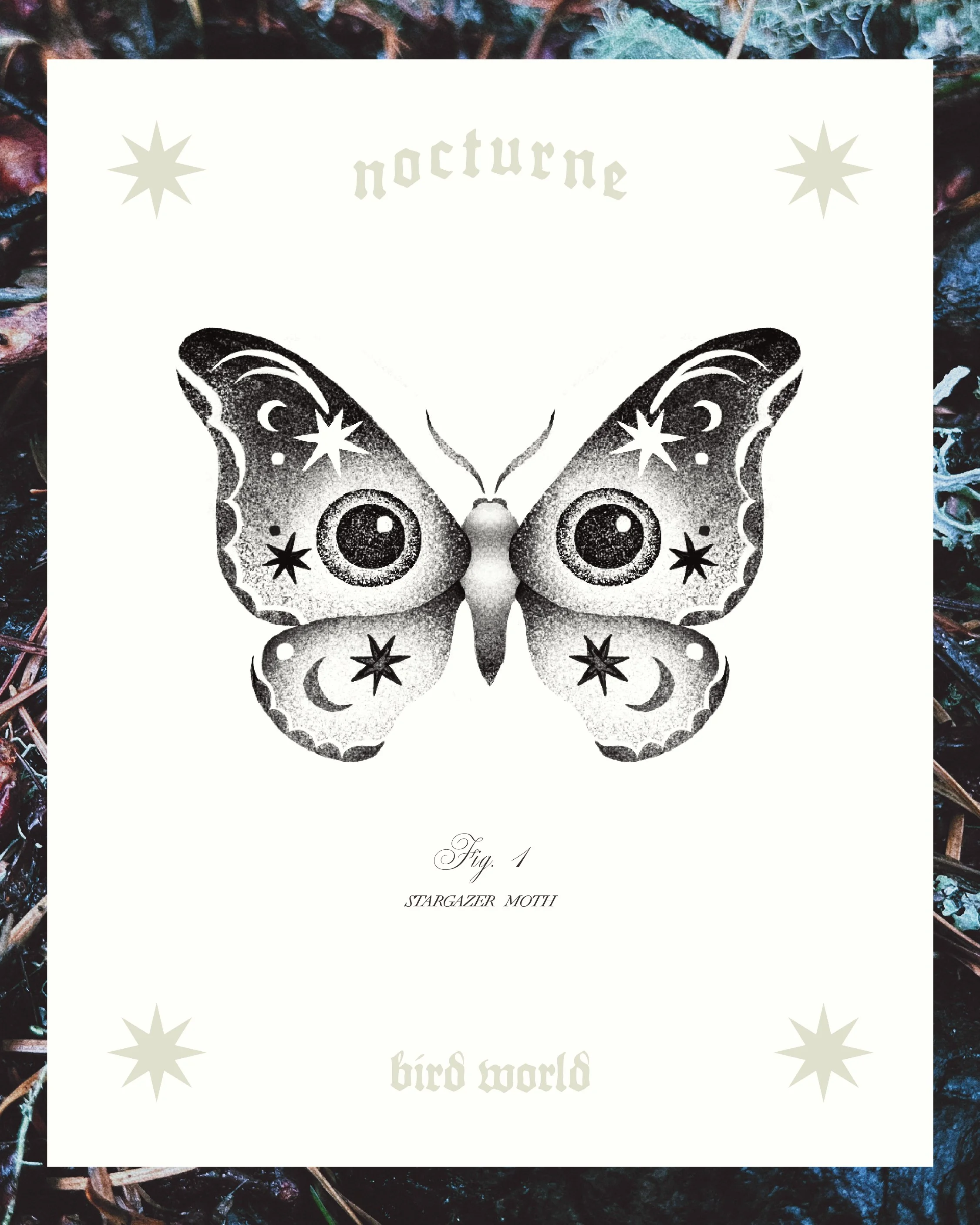 STARGAZER MOTH