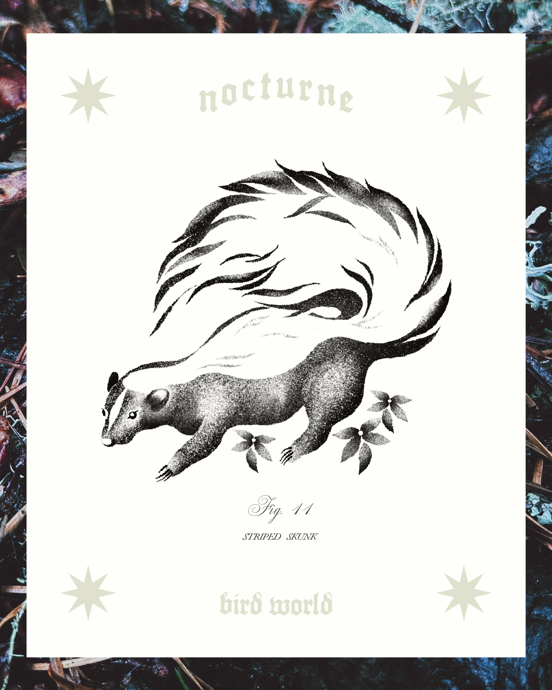 STRIPED SKUNK