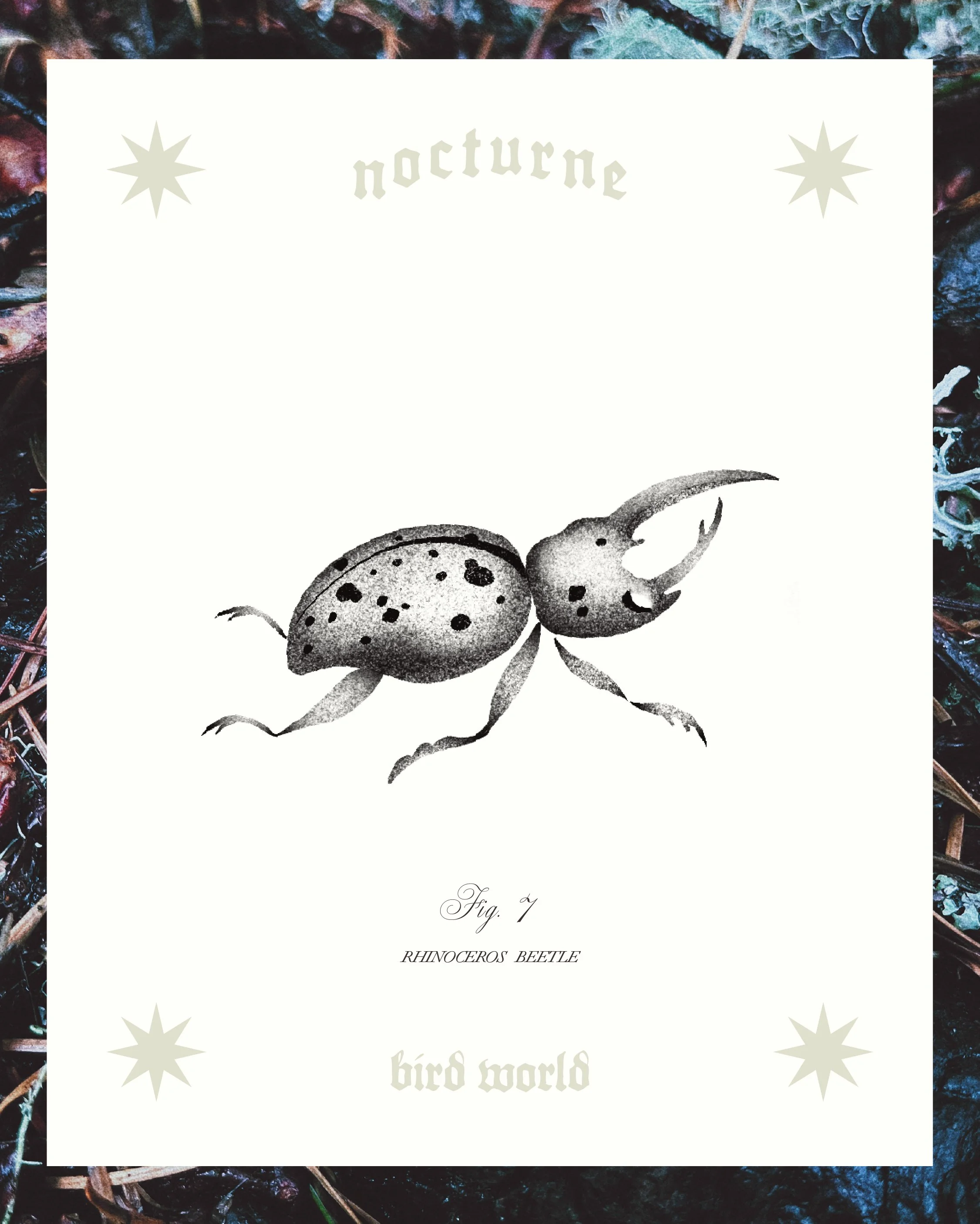 RHINOCEROS BEETLE