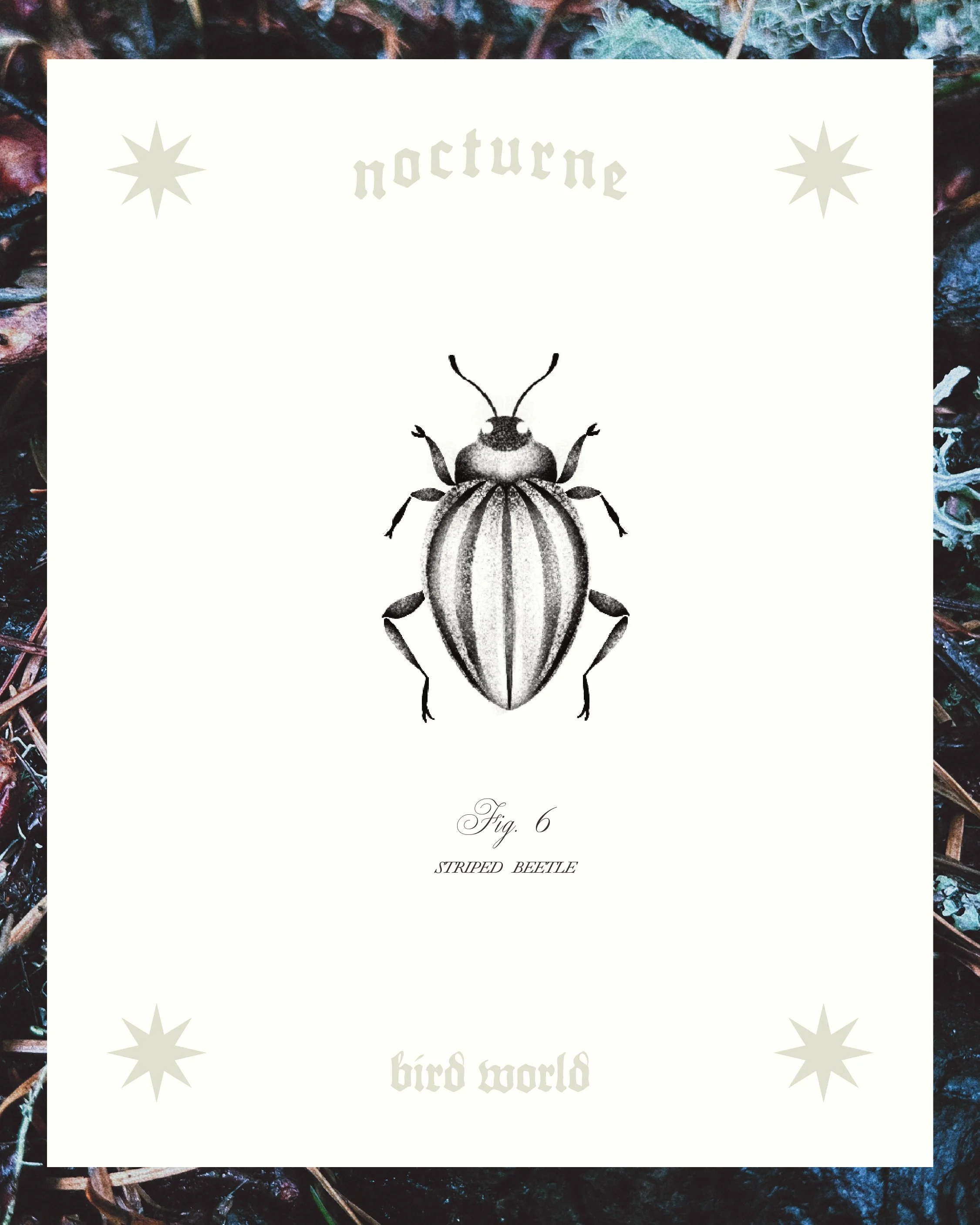 STRIPED BEETLE