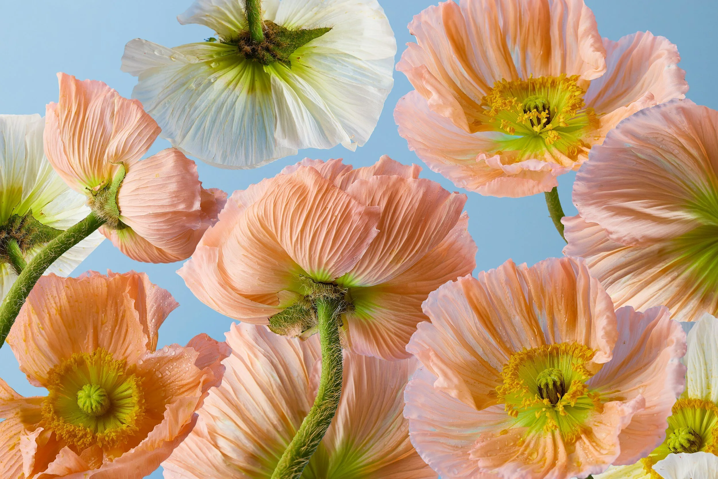 Multiple peach, white, and cream-colored poppy flowers with yellow centers against a light blue background.