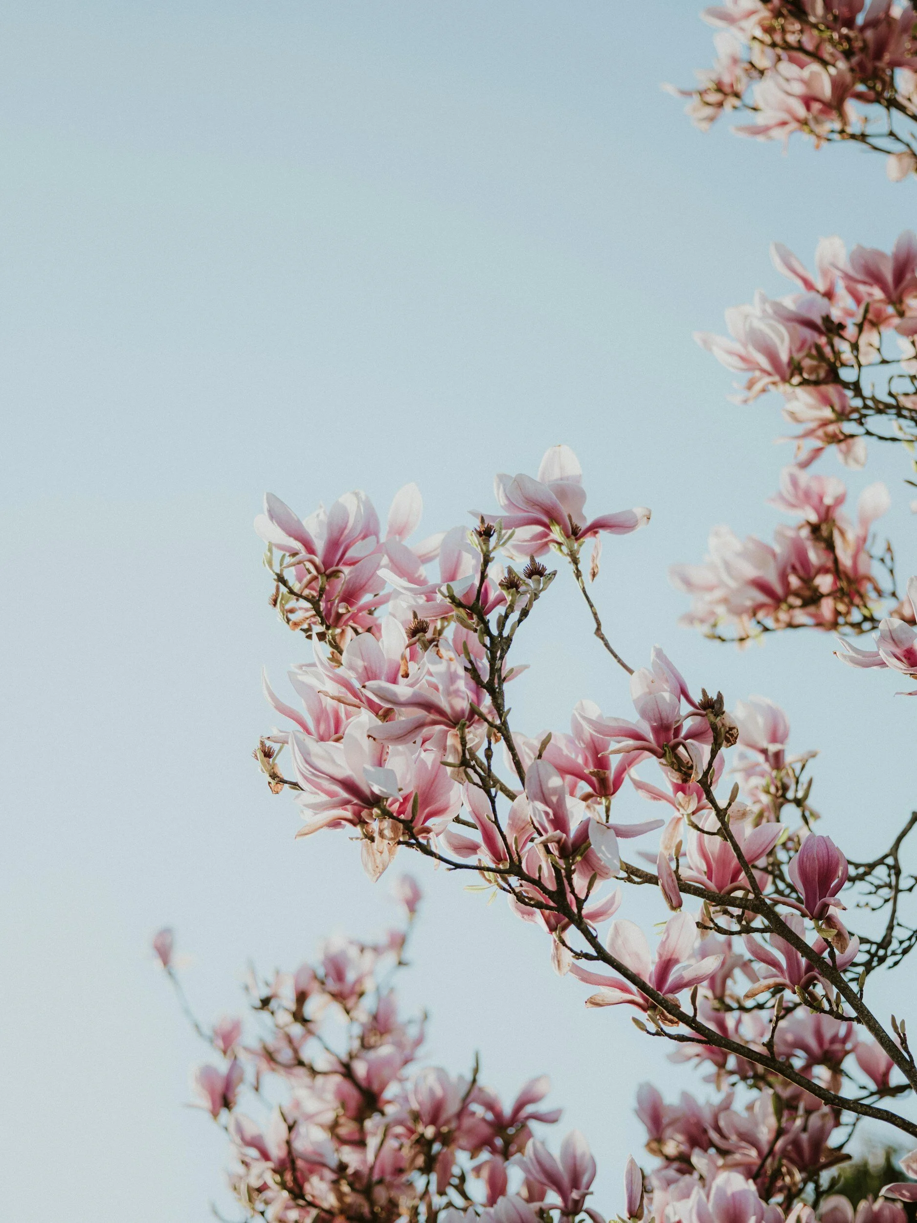 Pink magnolia flowers on branches against a clear blue sky.