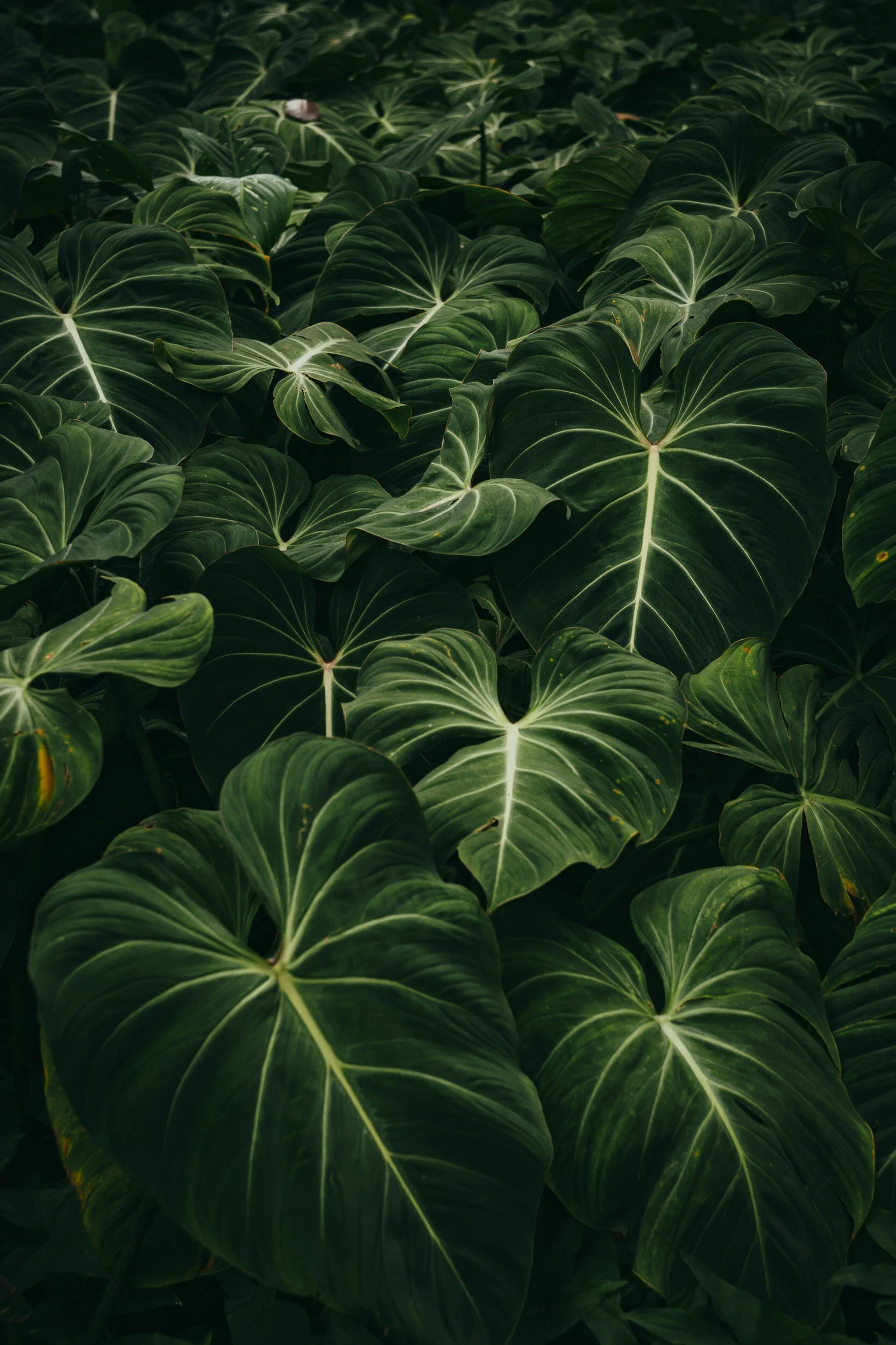 A dense cluster of dark green, heart-shaped leaves with prominent white veins, likely from an indoor tropical plant such as a philodendron or anthurium.