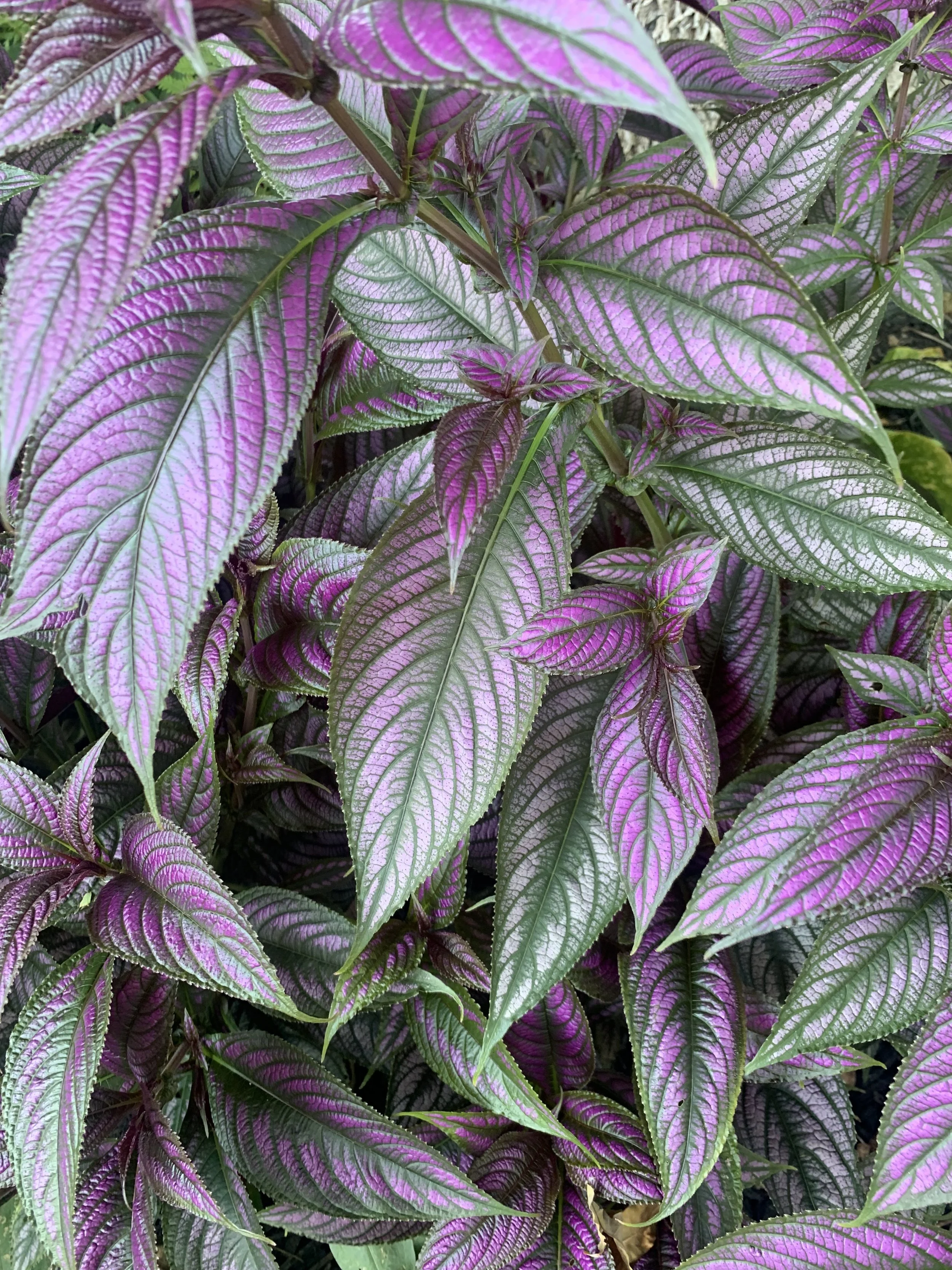 Close-up of vibrant, purple and green patterned leaves from a foliage plant.