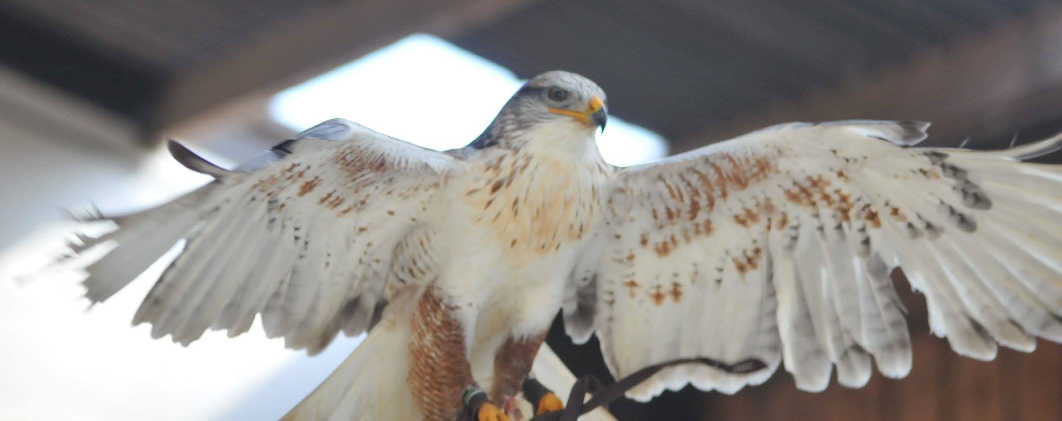 Mon aigle.jpeg