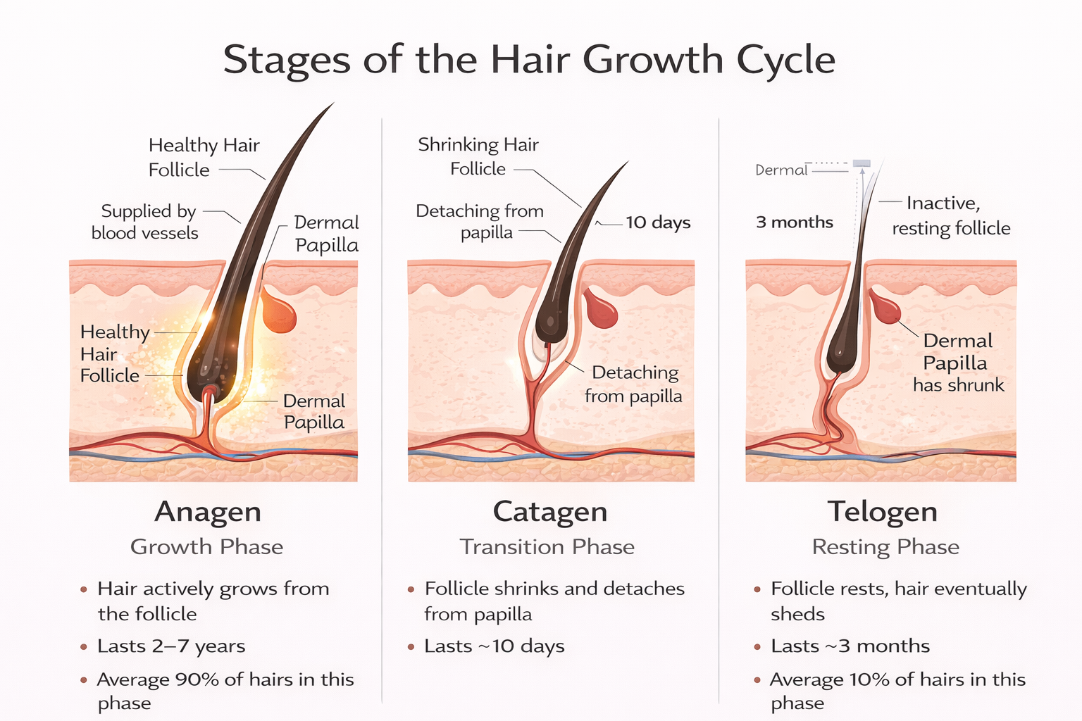 Infographic showing the stages of the hair growth cycle, including anagen, catagen, and telogen