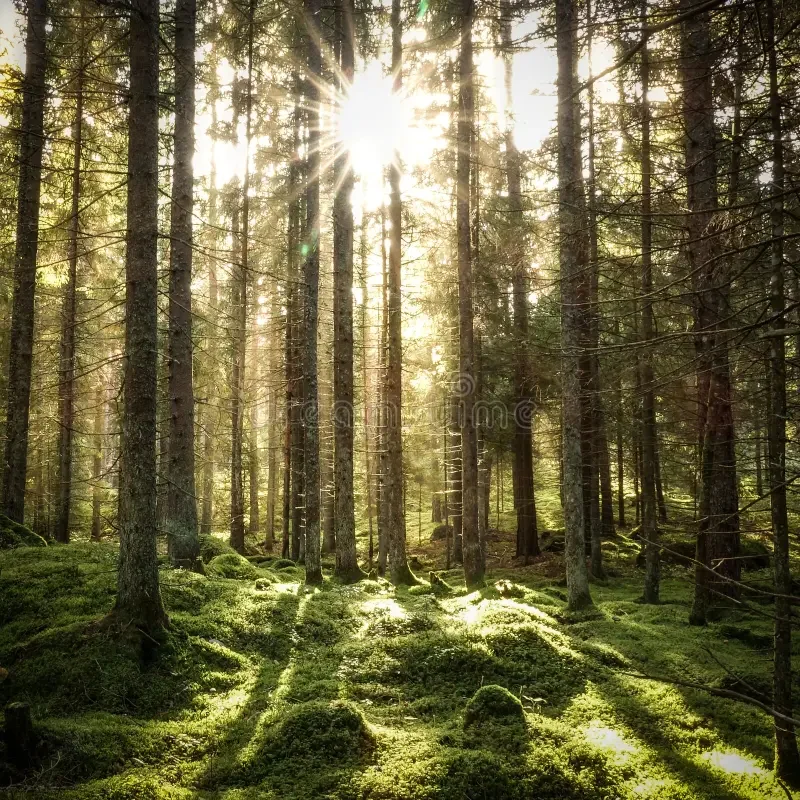beautiful-coniferous-forest-backlit-trees-warm-cozy-sunset-stones-ground-covered-green-moss-128935303.jpg.webp