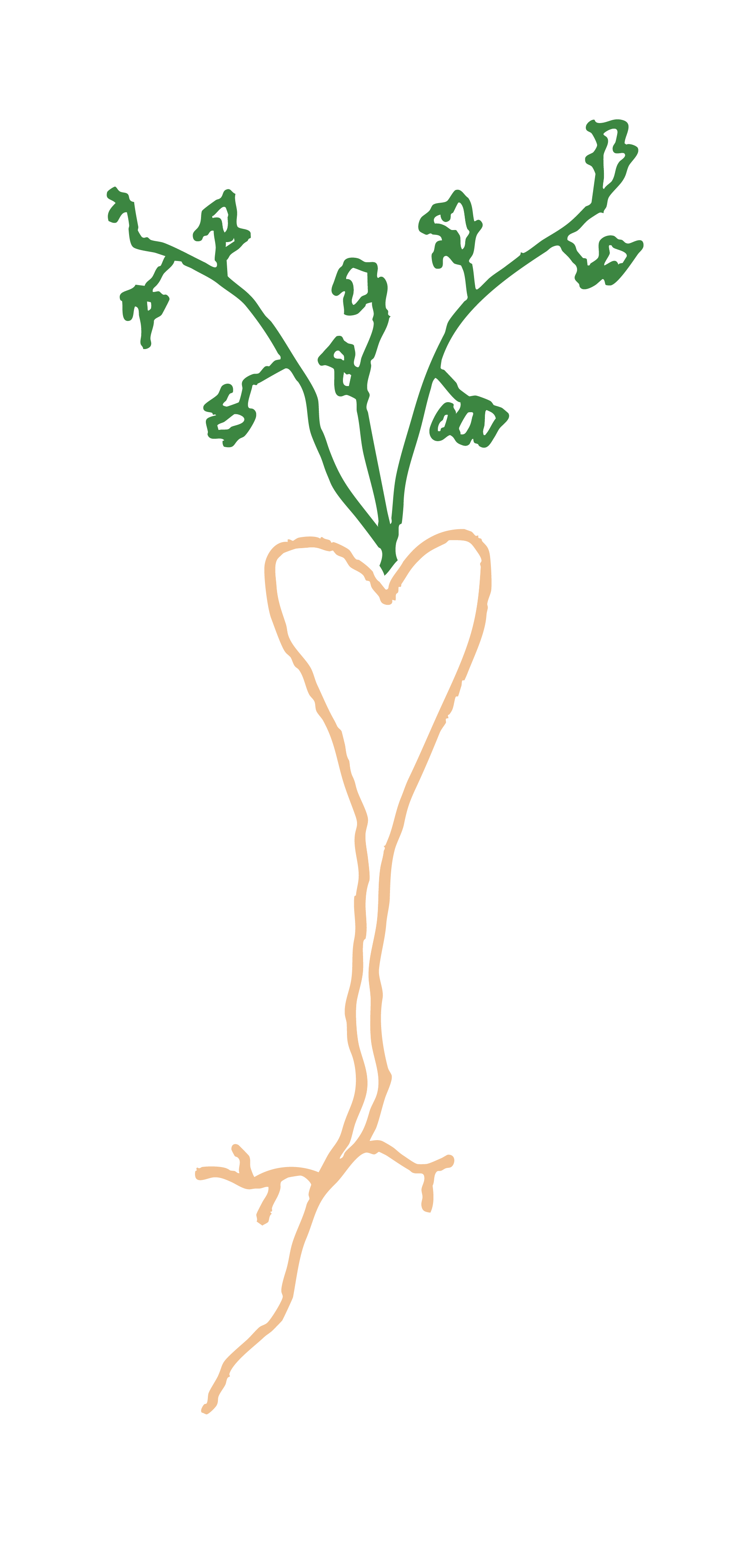 Line drawing of a heart-shaped root with green branches growing out of it.