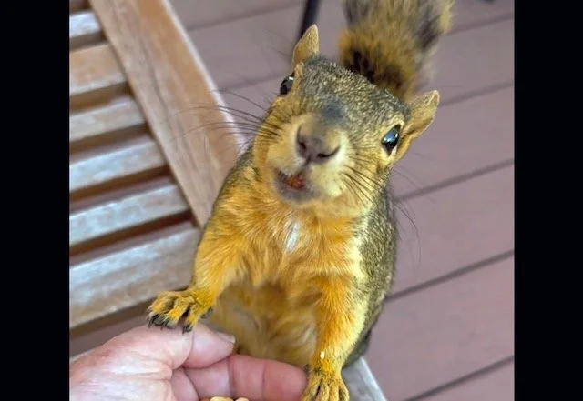 squirrel.jpg