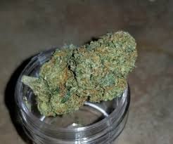 BUDPIC.UNIVERSAL.jpeg