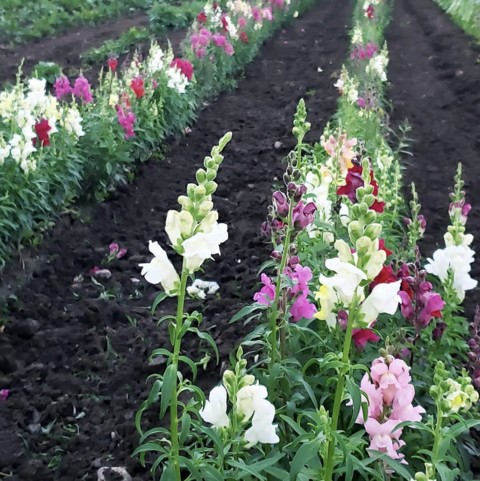Produce & Petals