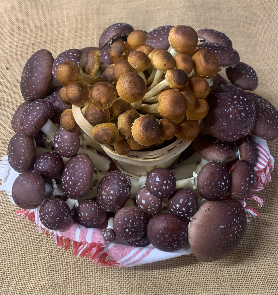Back Forty Mushrooms + Forage