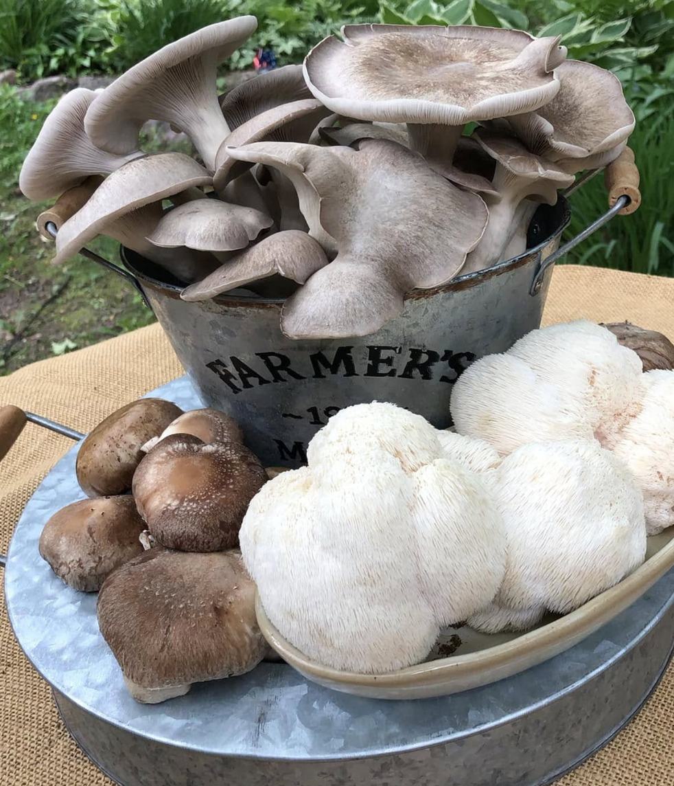 Back Forty Mushrooms + Forage