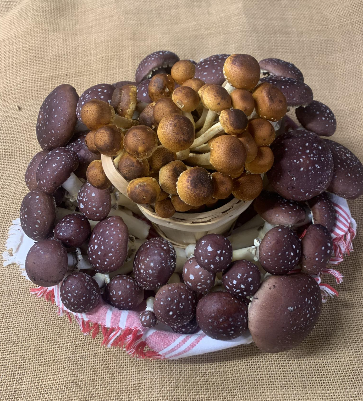 Back Forty Mushrooms