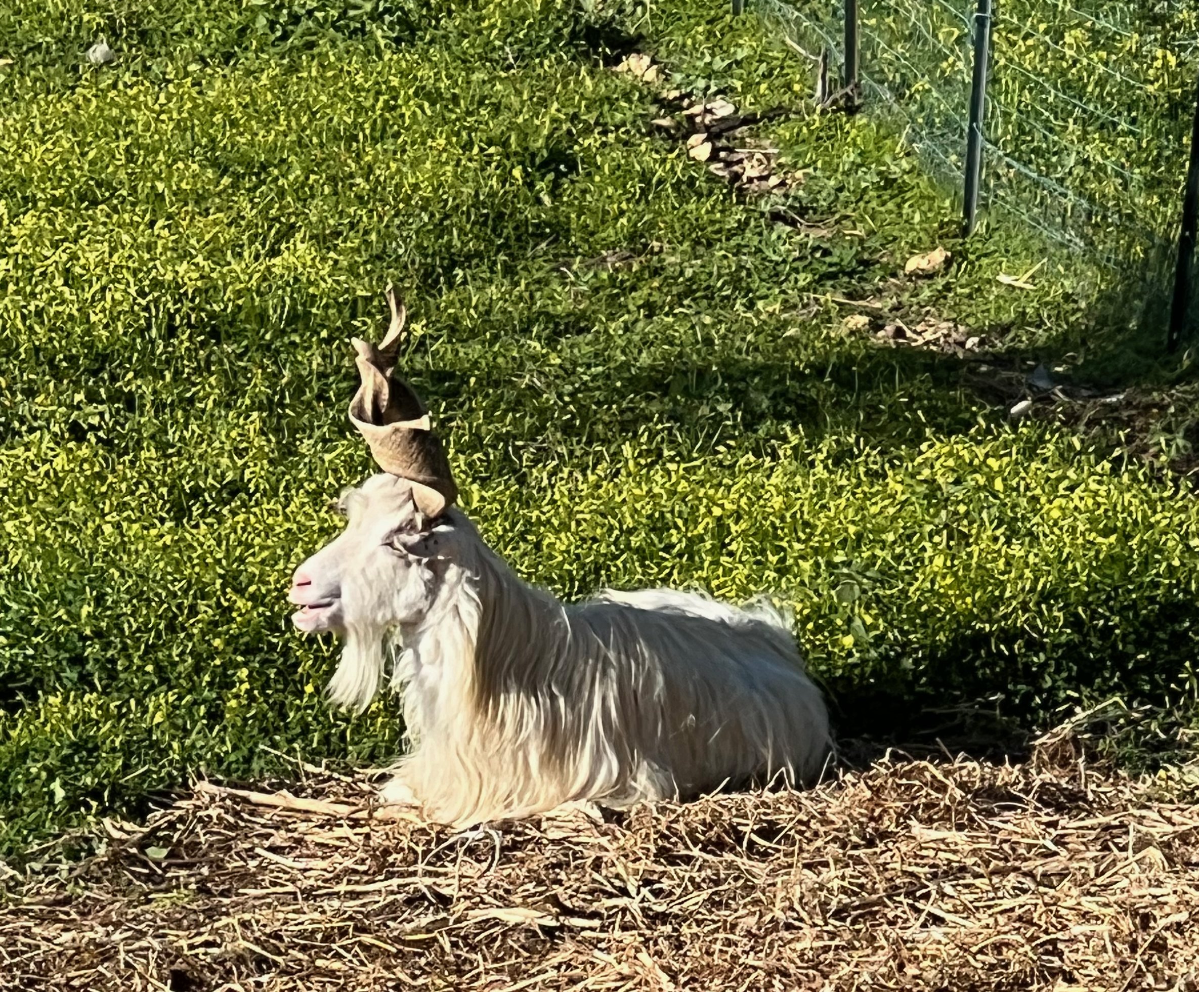 Sicily goat.jpeg