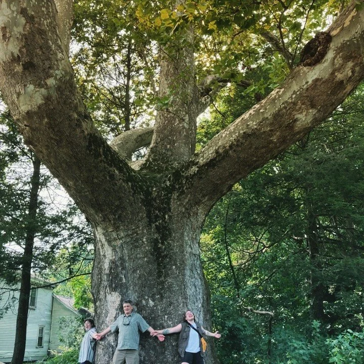 Exploring western #massachusetts with Mik and Pascale. This is a big-ass sycamore tree said to have been alive during the colonial era. I didn't have my increment borer or a d-tape, but it is an impressive specimen.