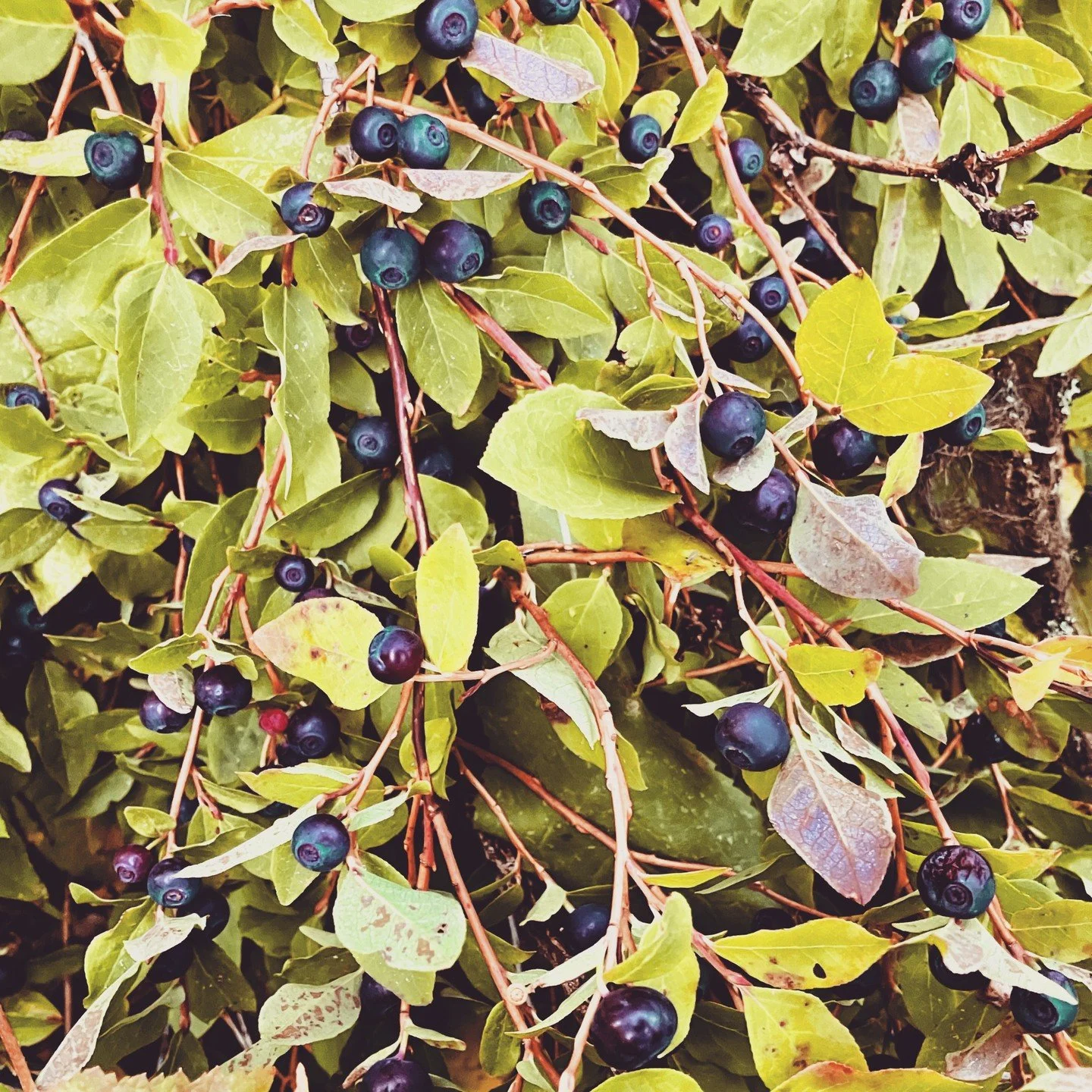 The race is on. We have a bonkers skookum huckleberry crop in the high country -- but the forecast is calling for snow at elevation tonight. I took this picture Tuesday evening, but will they still be there when I get back? Who is #gathering and #for
